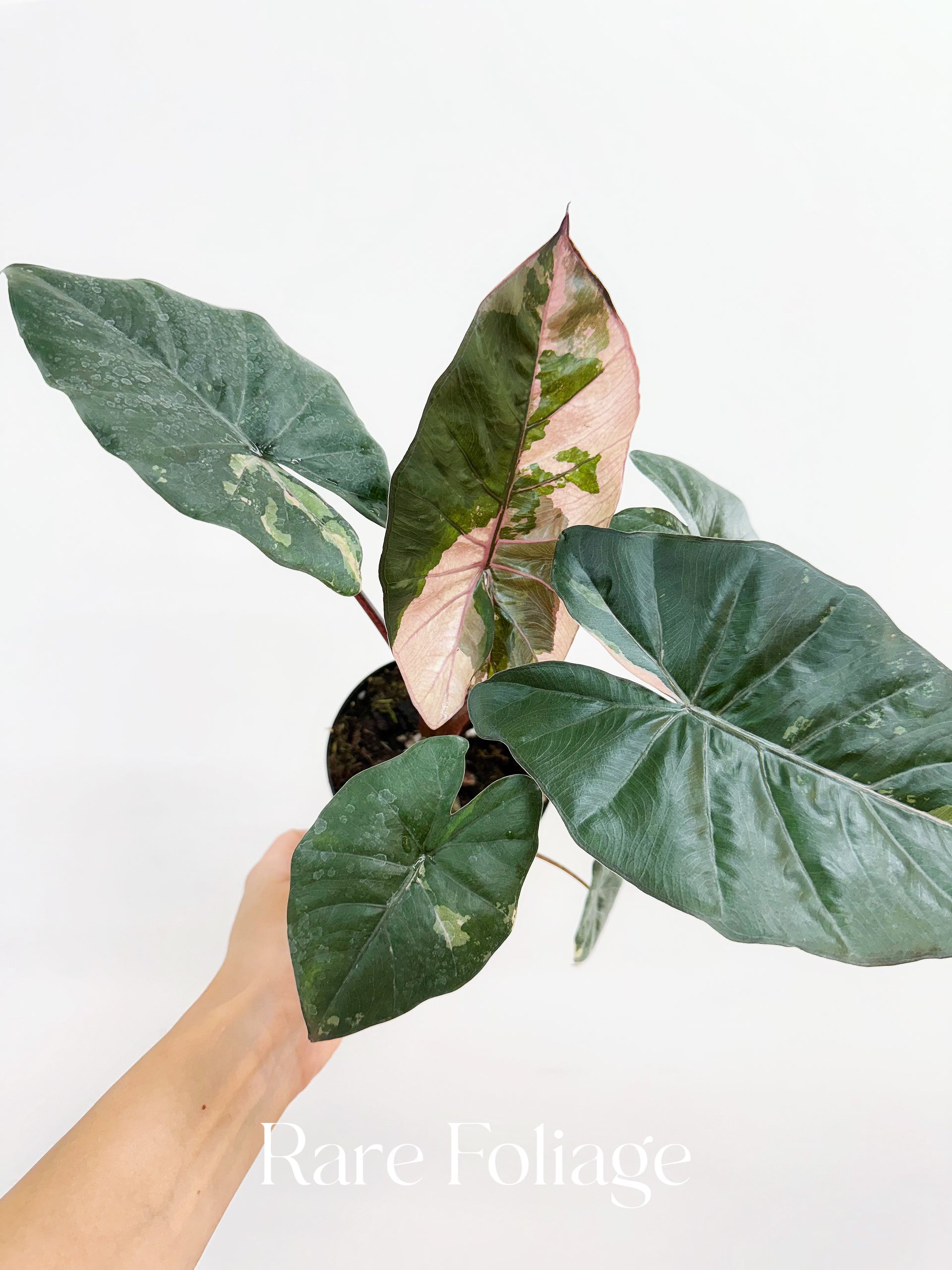 ぱ*ん様 Alocasia 'Yucatan Princess' Variega AlocasiaYucatanPrincess1_2cfcb