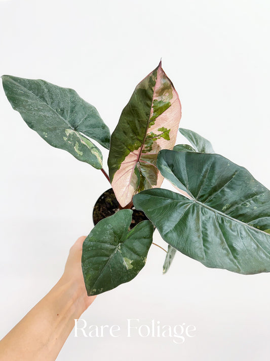 Alocasia Yucatán Princess Pink Variegated 4”