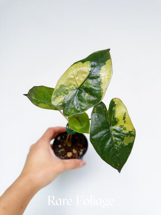 Alocasia Yucatán Princess 3”