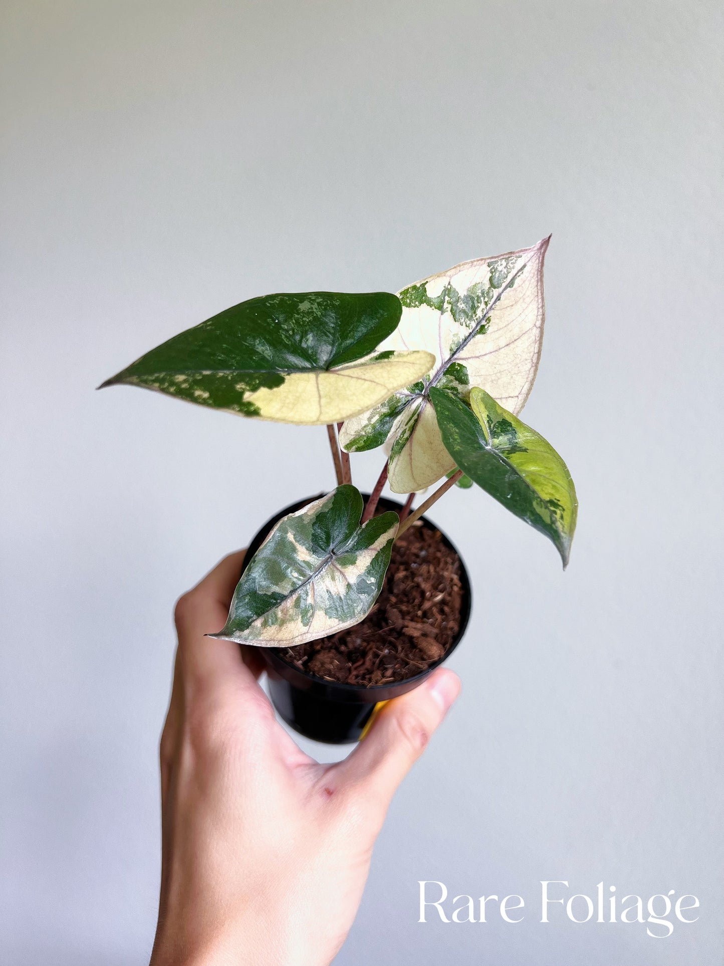 Alocasia Yucatán Princess Variegated 3”