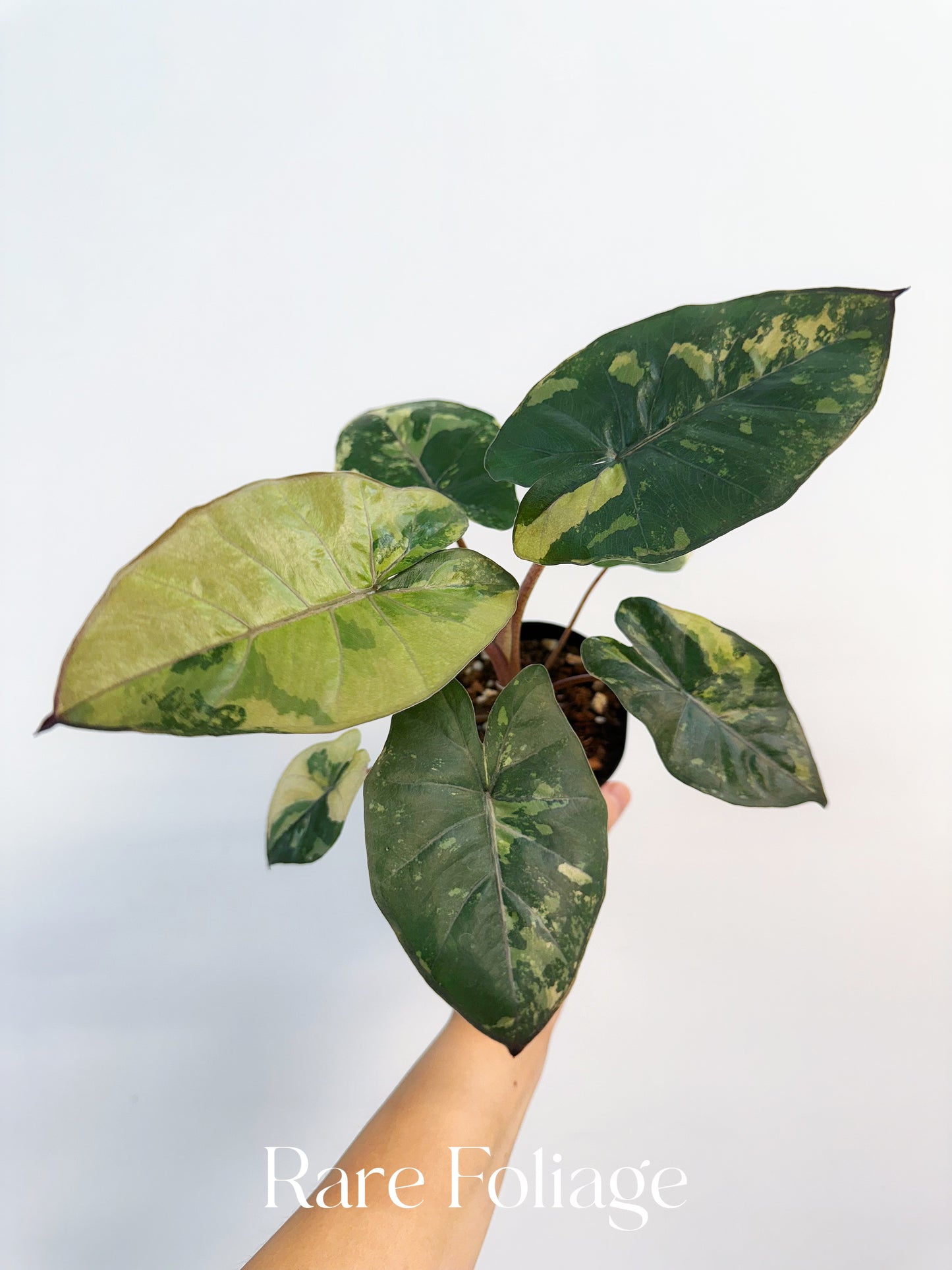 Alocasia Yucatán Princess 4”