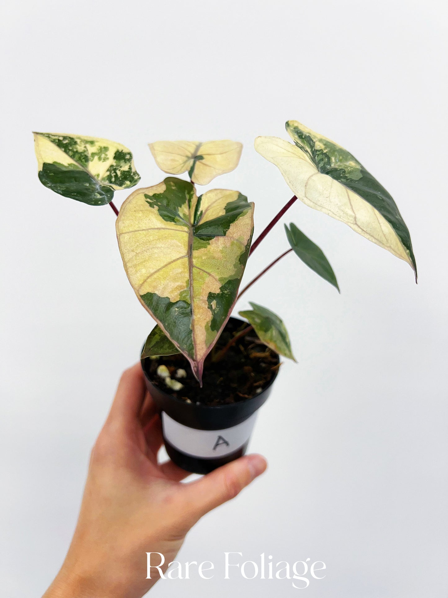 Alocasia Yucatán Princess Variegated 3”