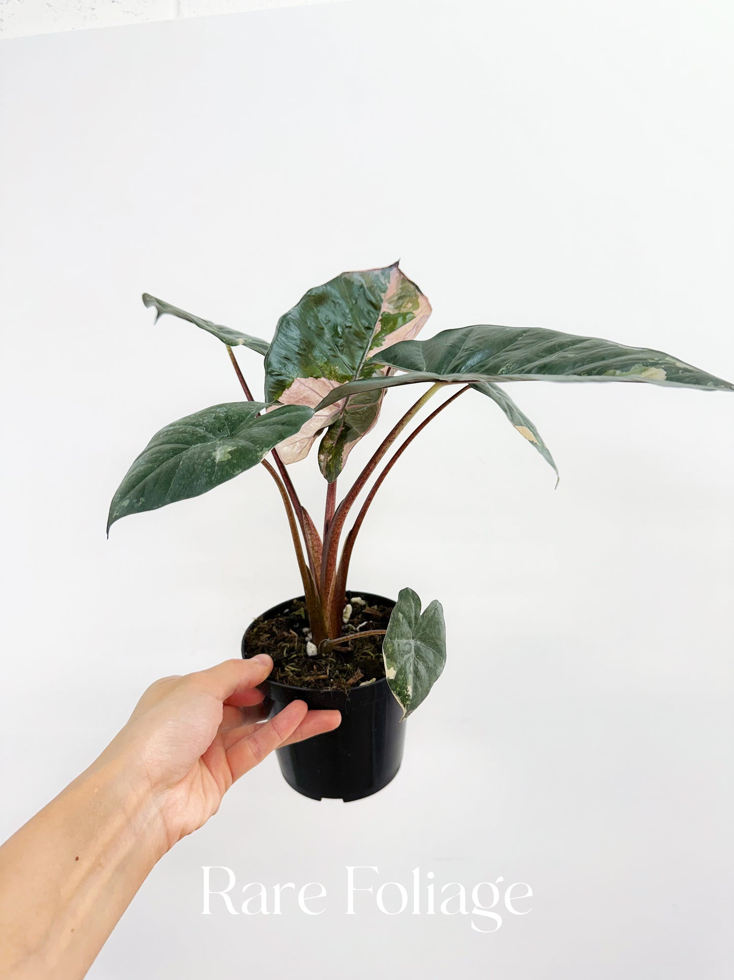 Alocasia Yucatán Princess Pink Variegated 4”