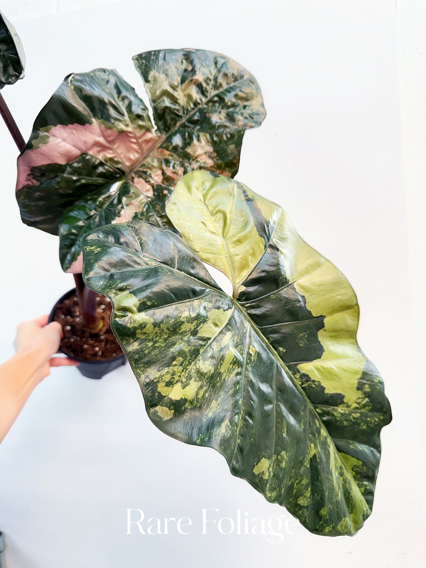 Alocasia Yucatán Princess XL 6” Exact Plant