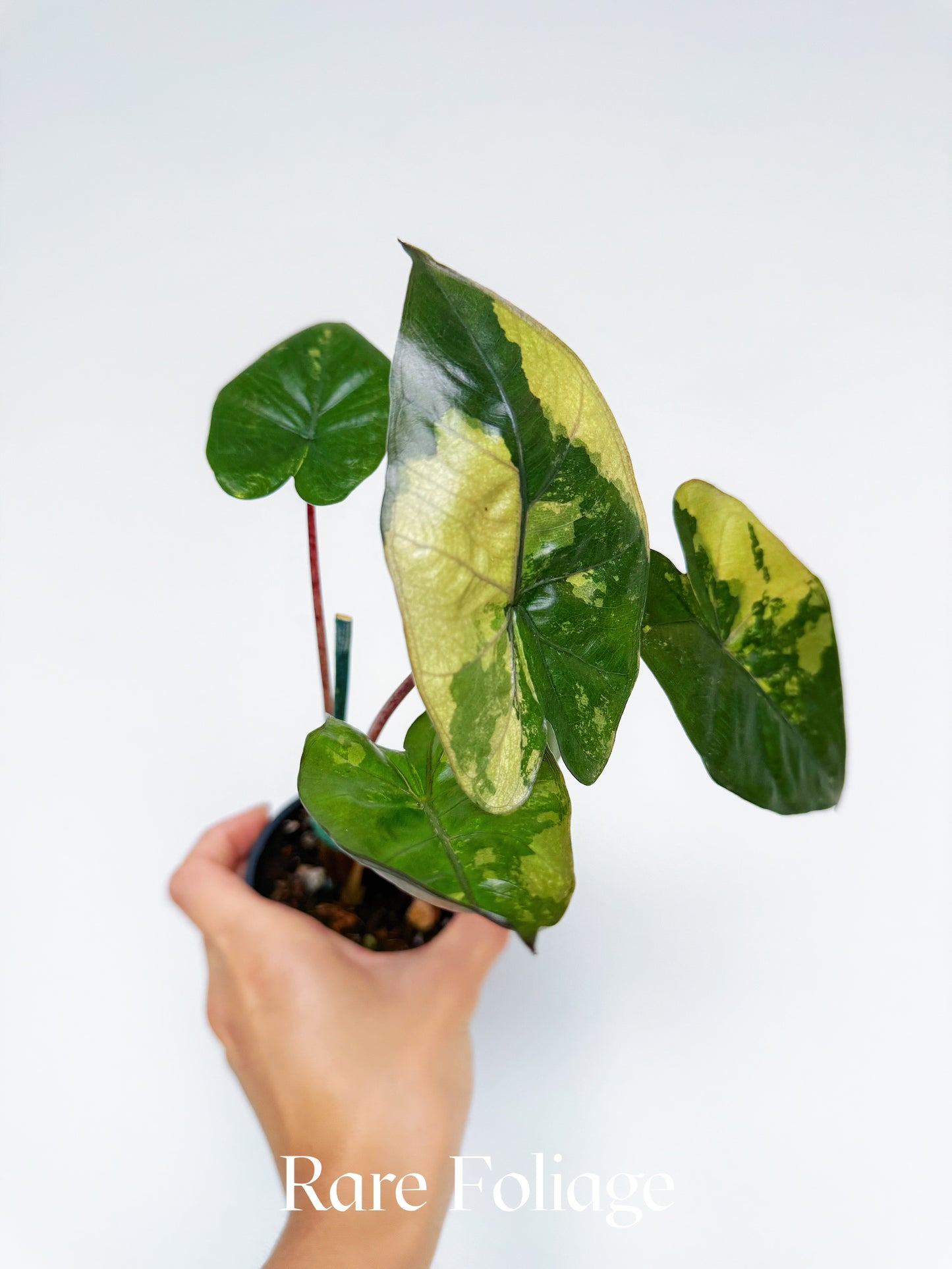 Alocasia Yucatán Princess 3”