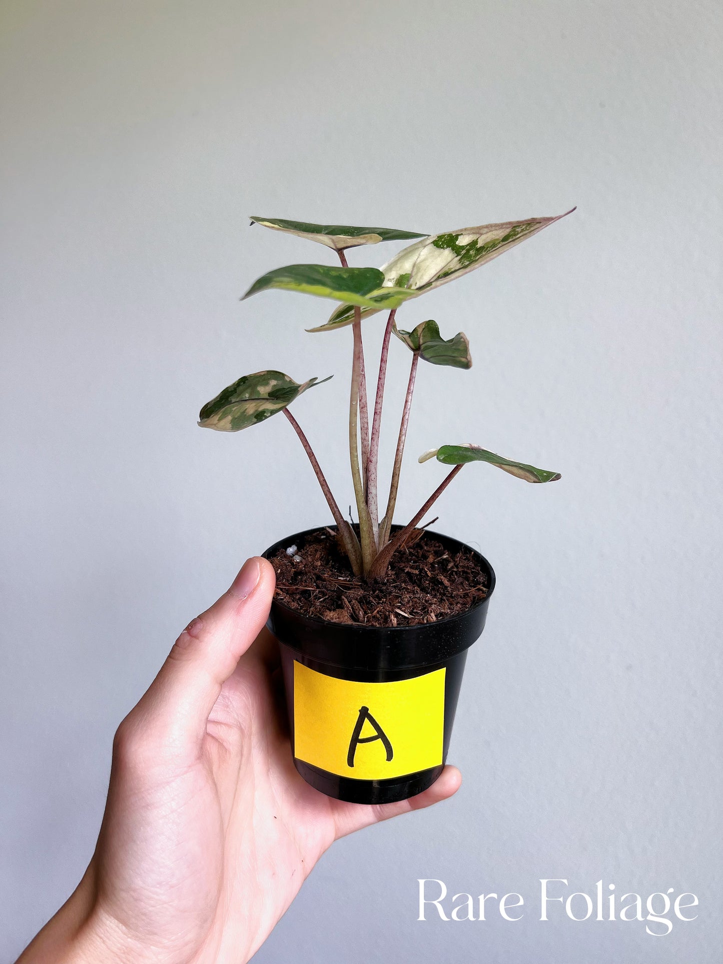 Alocasia Yucatán Princess Variegated 3”