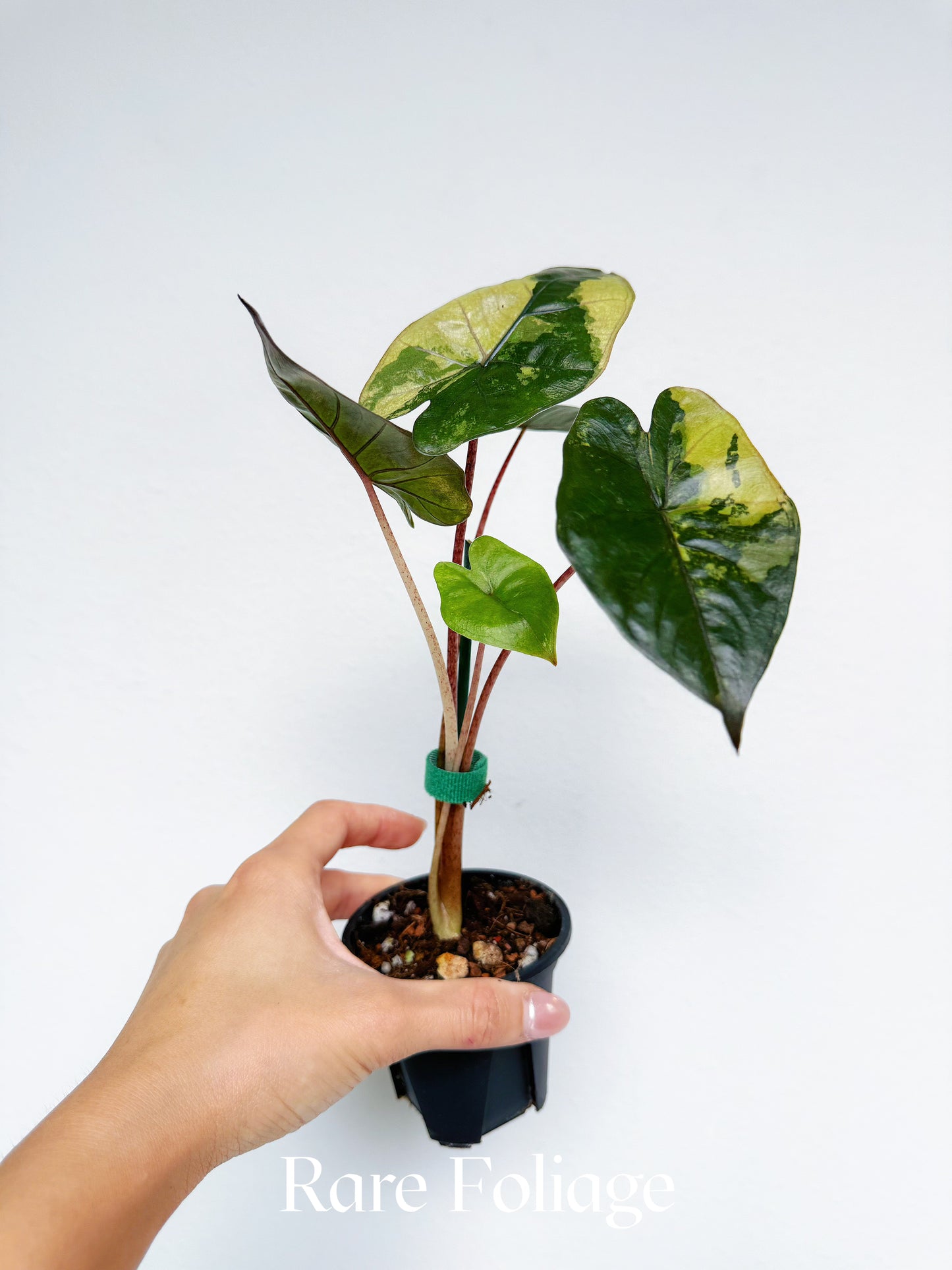 Alocasia Yucatán Princess 3”