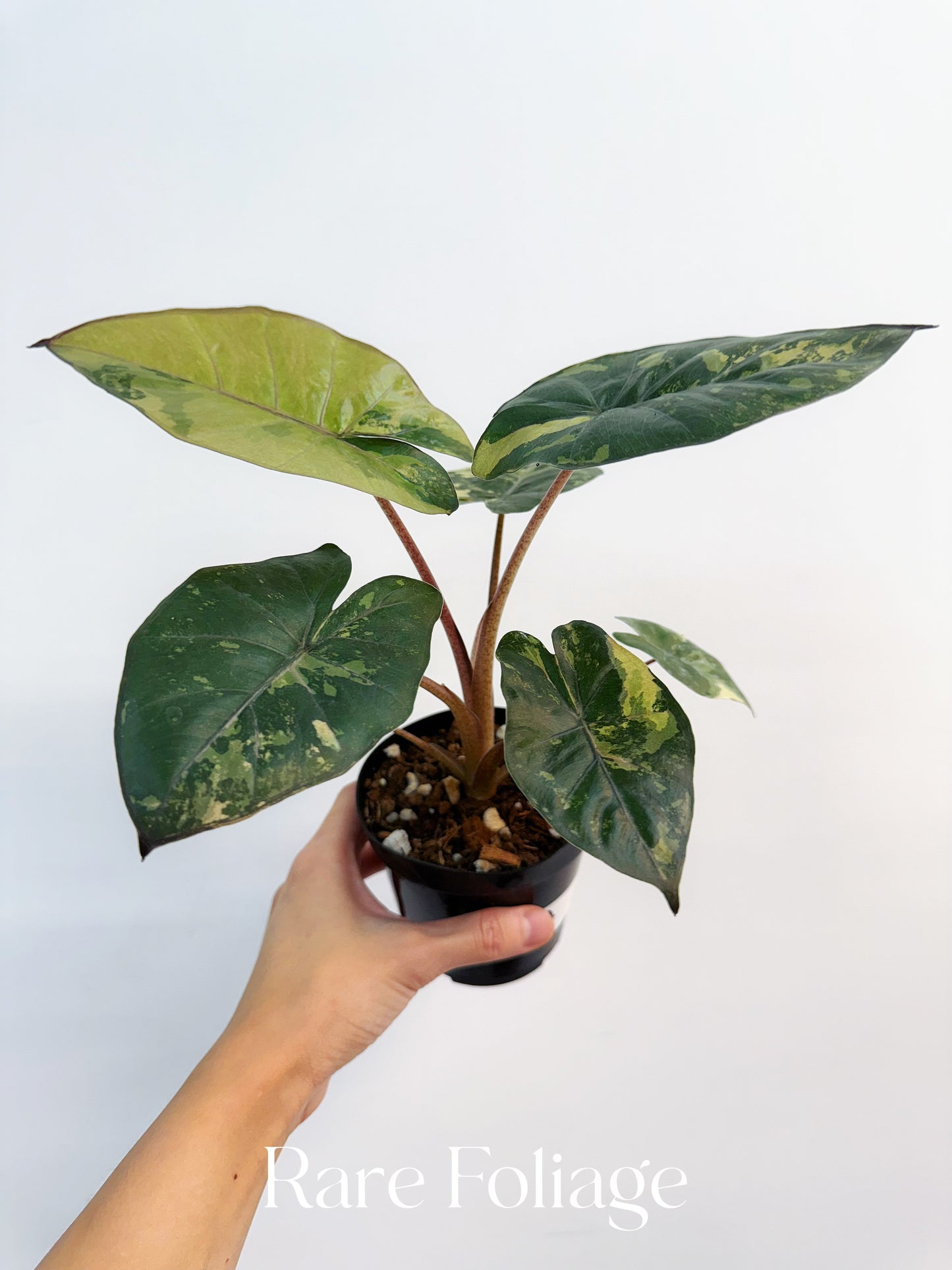 Alocasia Yucatán Princess 4”