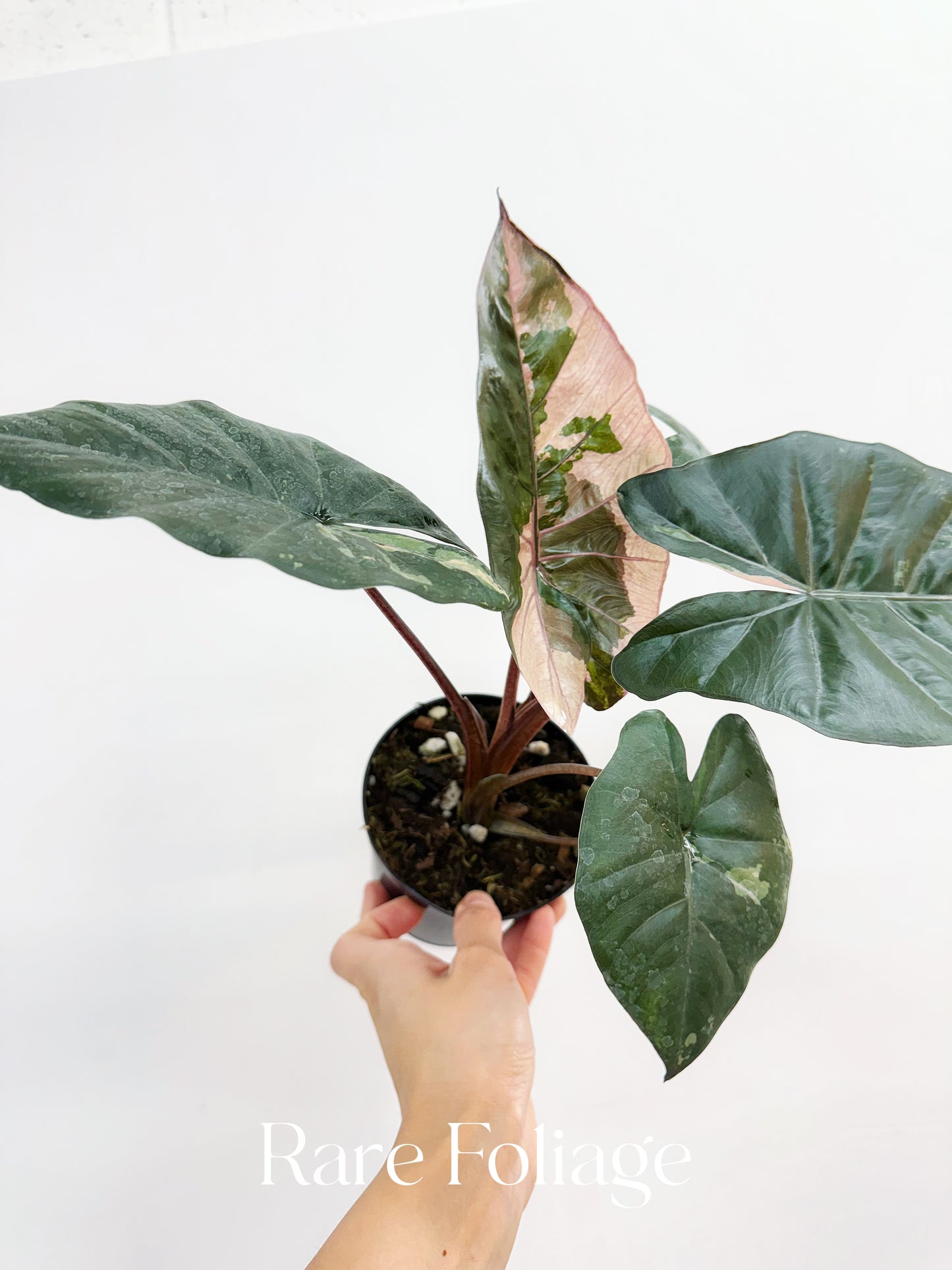 Alocasia Yucatán Princess Pink Variegated 4”
