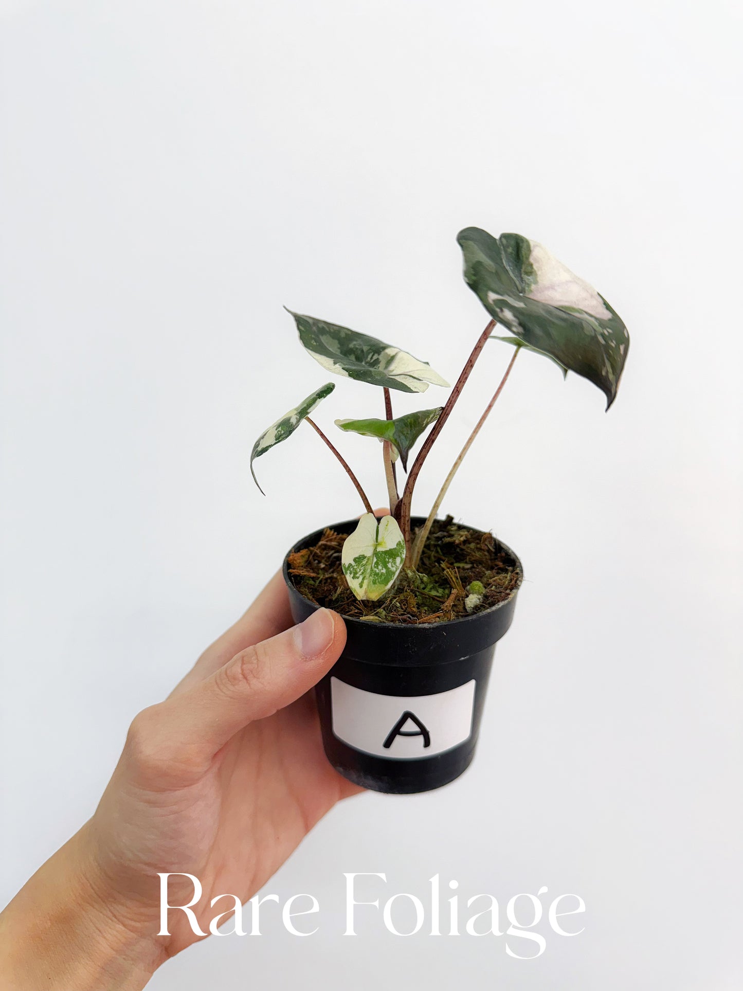 Alocasia Yucatán Princess Variegated 3”