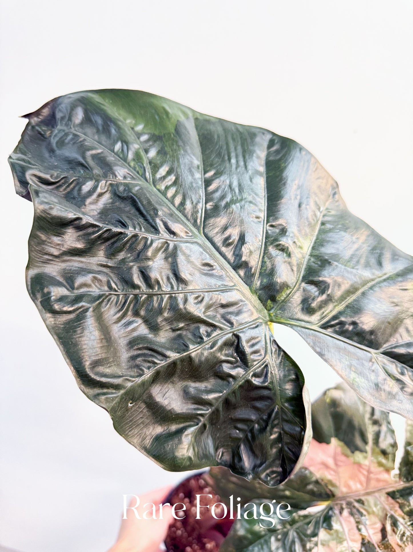 Alocasia Yucatán Princess XL 6” Exact Plant