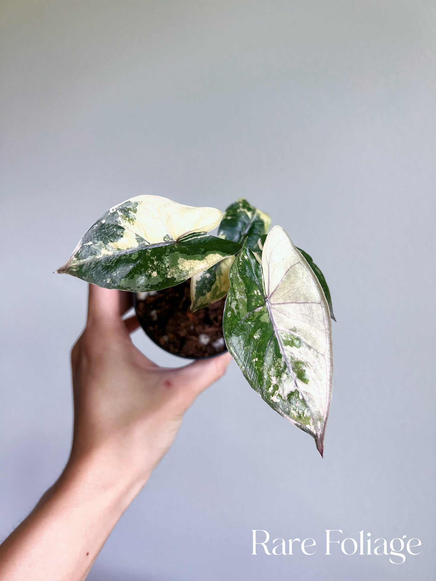 Alocasia Yucatán Princess Variegated 3”