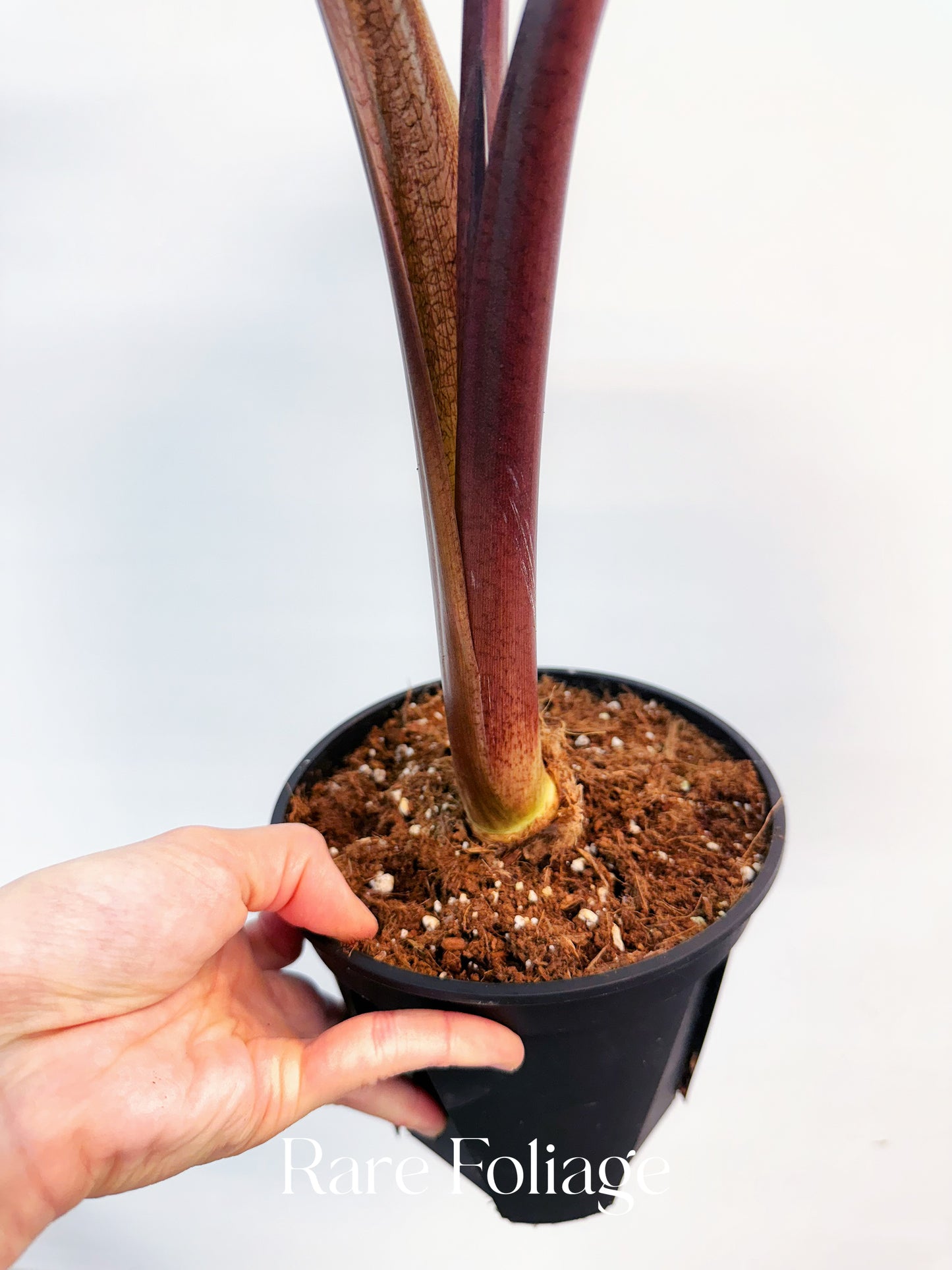 Alocasia Yucatán Princess XL 6” Exact Plant