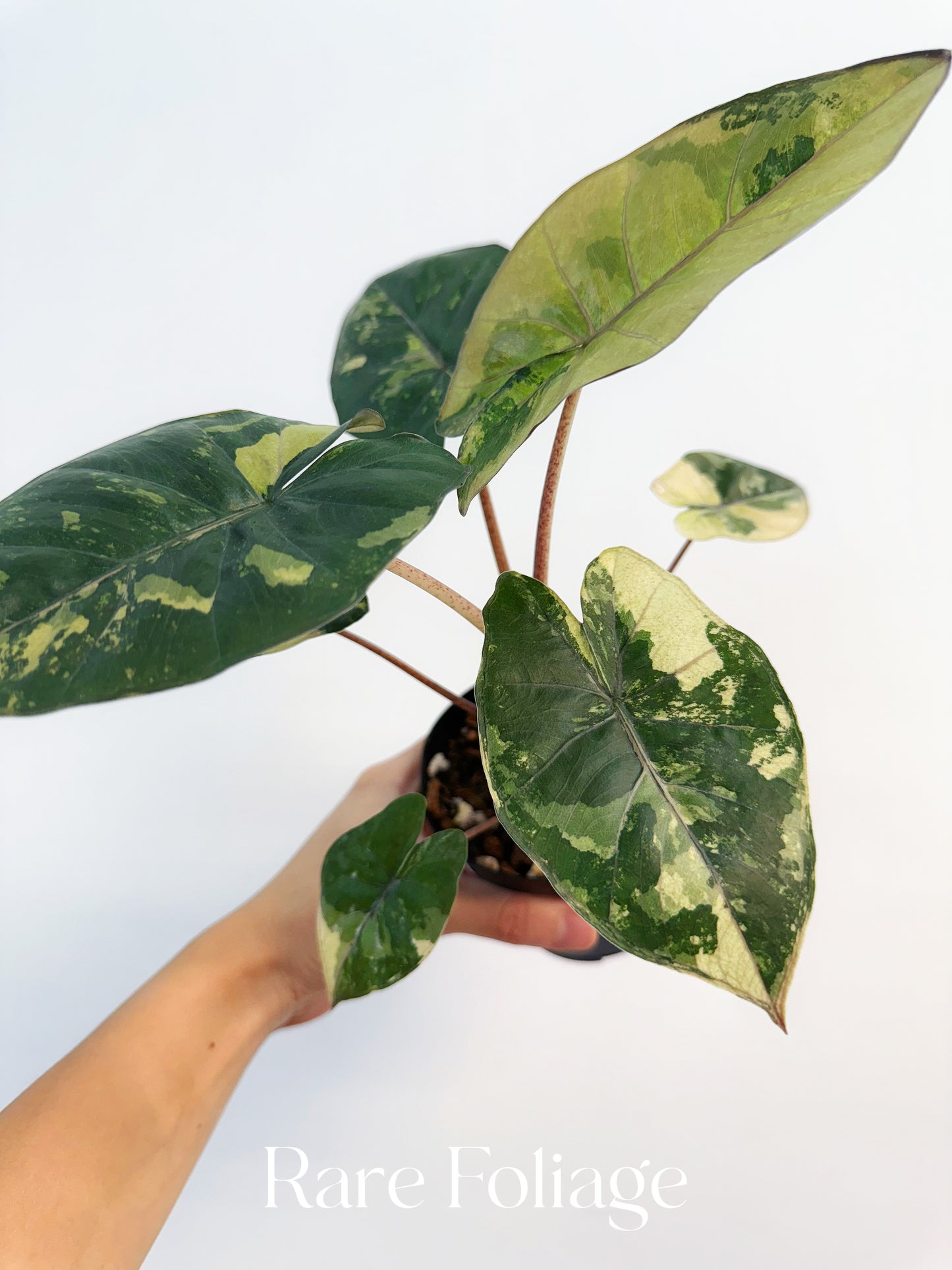 Alocasia Yucatán Princess 4”