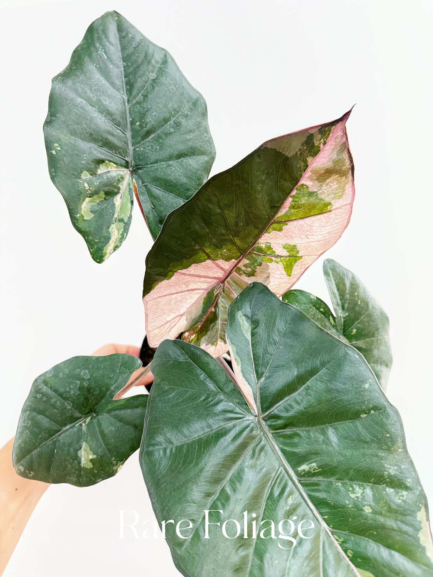 Alocasia Yucatán Princess Pink Variegated 4”