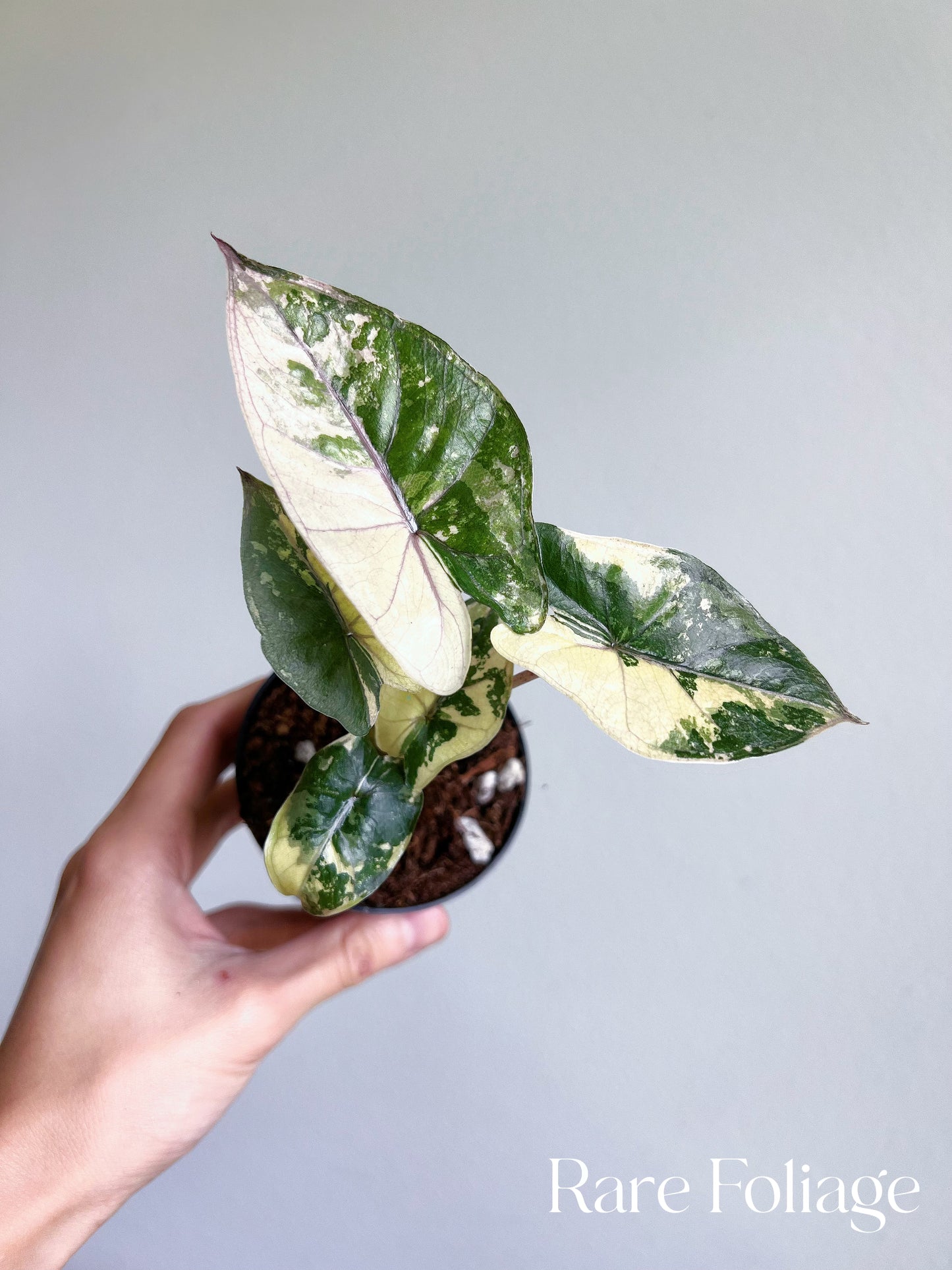 Alocasia Yucatán Princess Variegated 3”