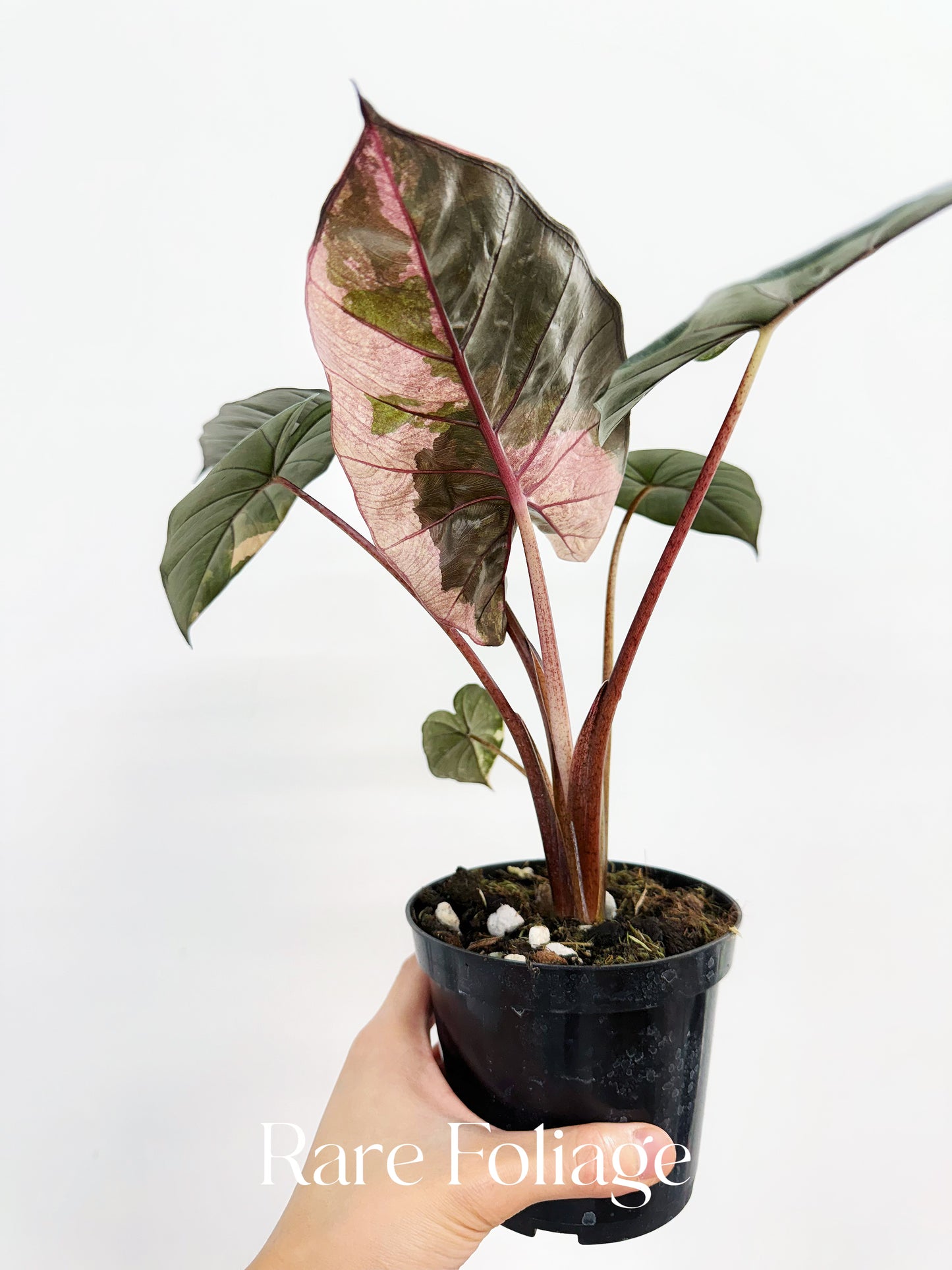 Alocasia Yucatán Princess Pink Variegated 4”