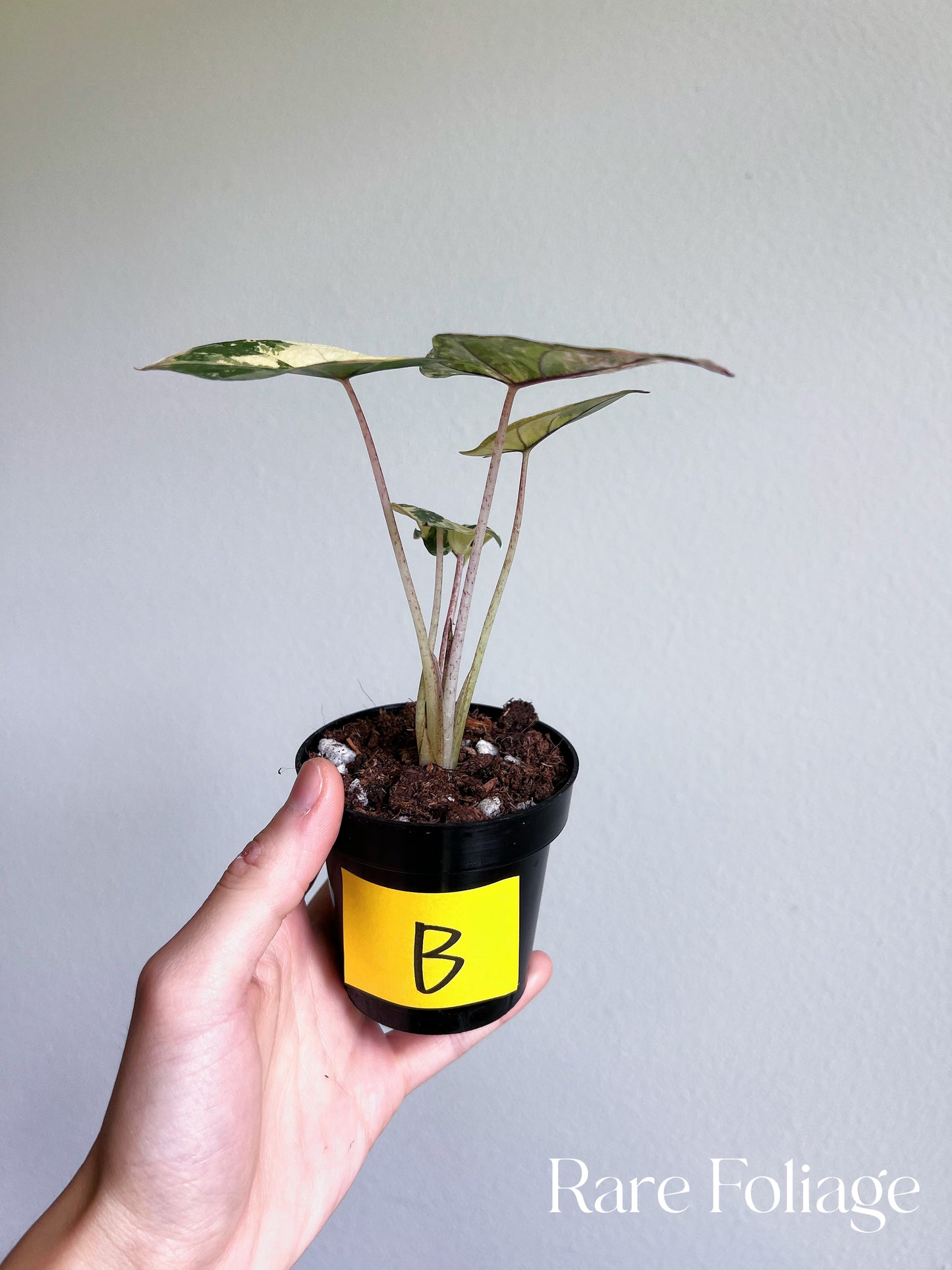 Alocasia Yucatán Princess Variegated 3”