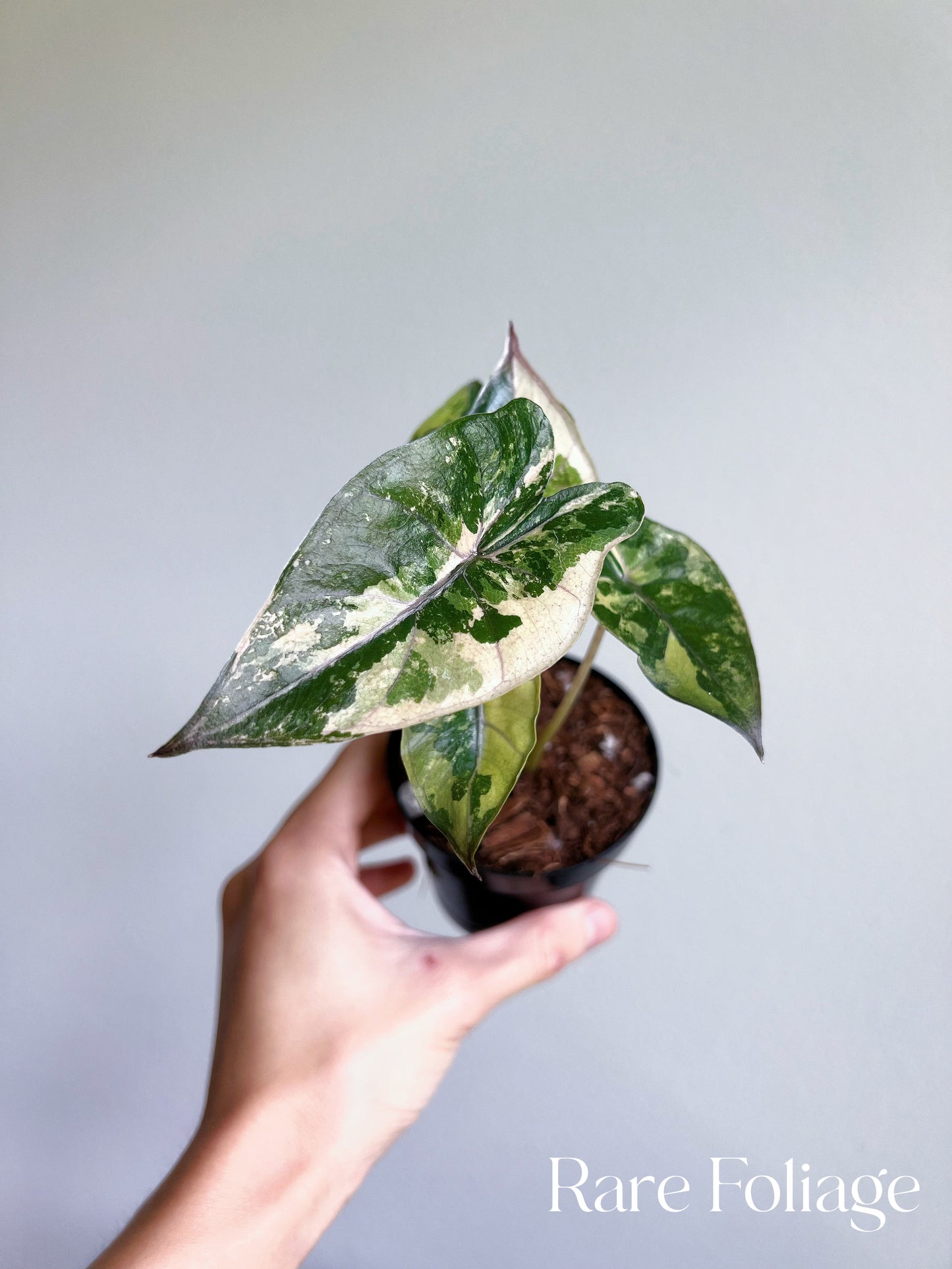 Alocasia Yucatán Princess Variegated 3”