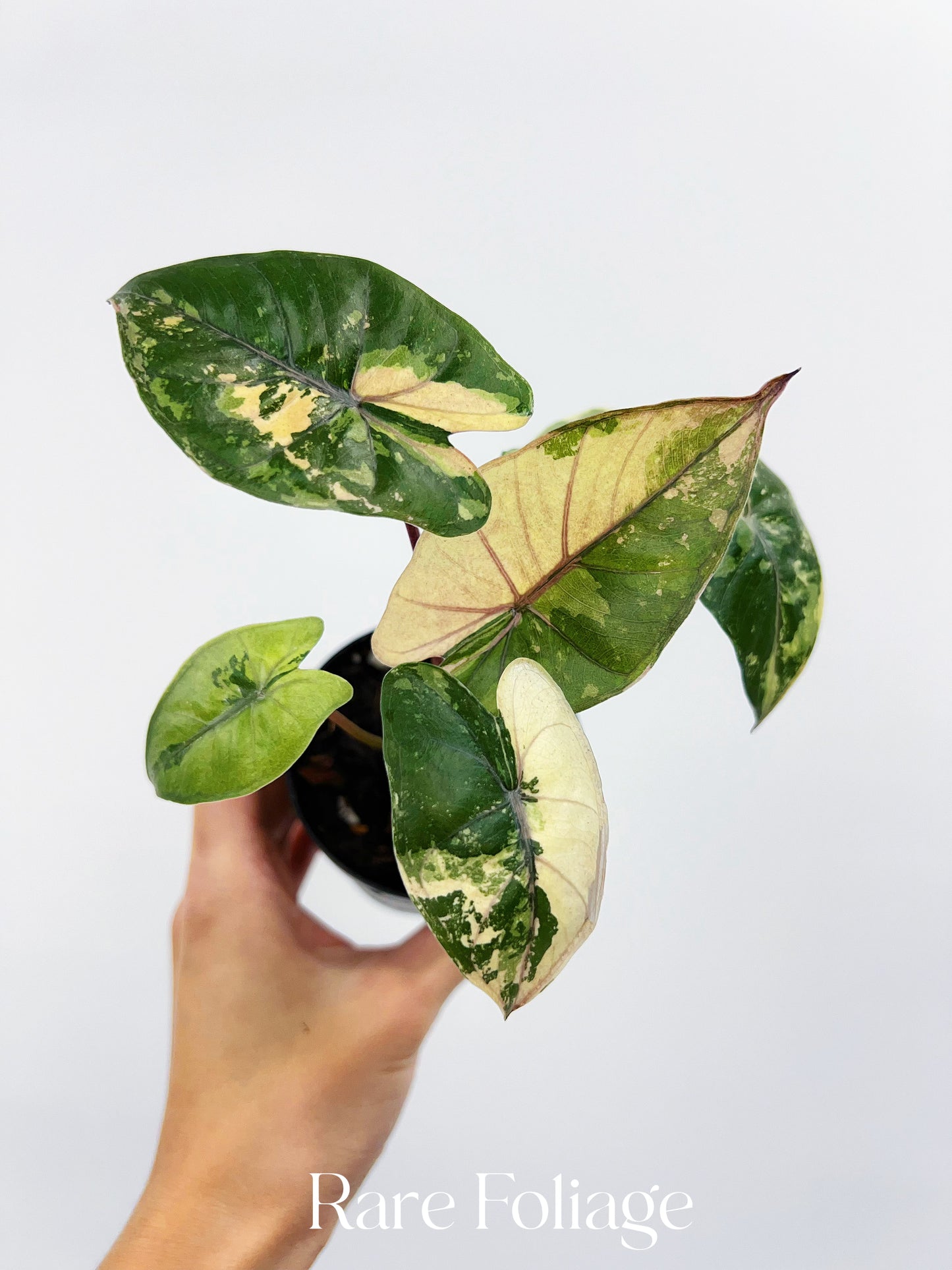 Alocasia Yucatán Princess Variegated 3”