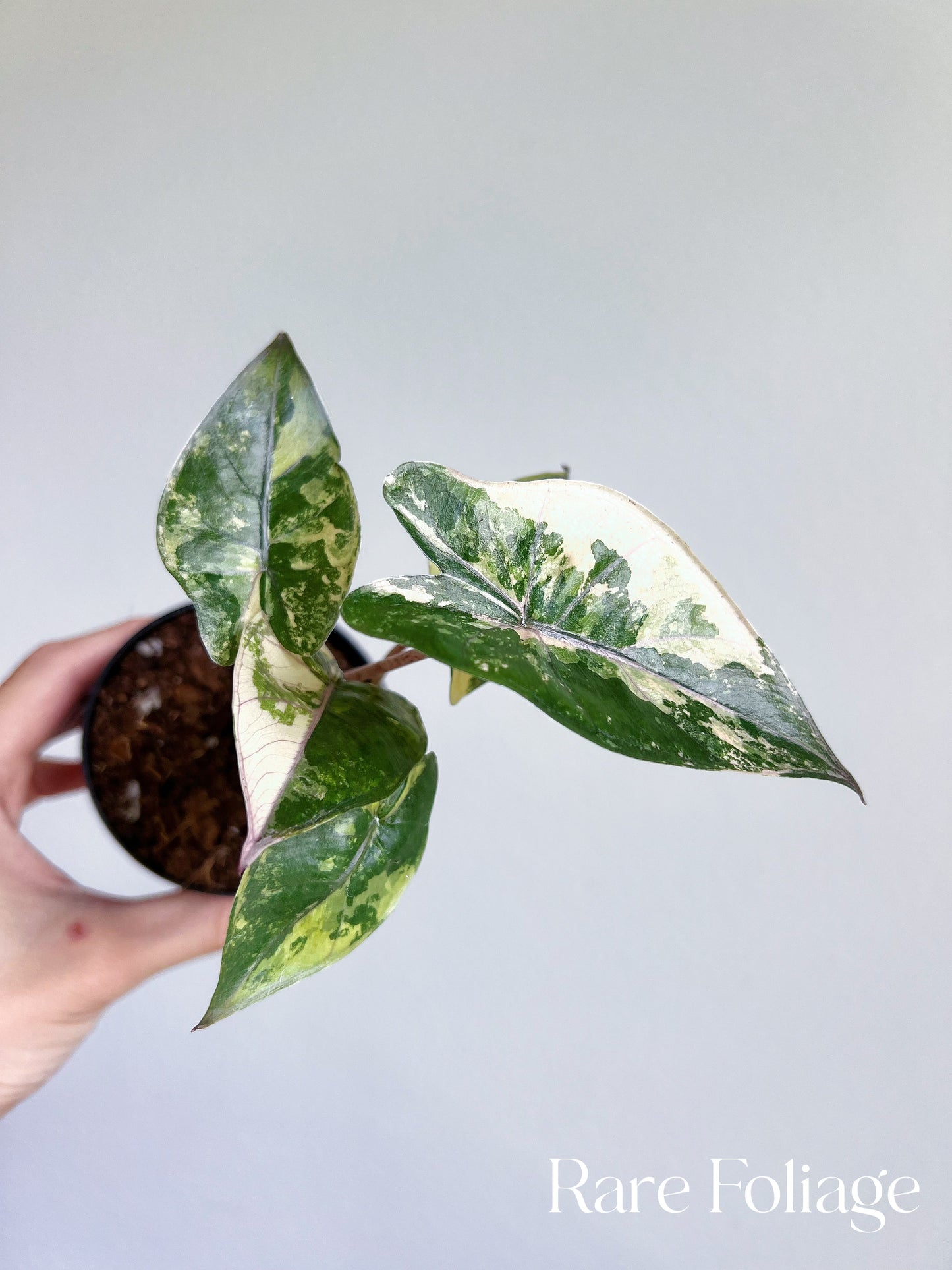 Alocasia Yucatán Princess Variegated 3”