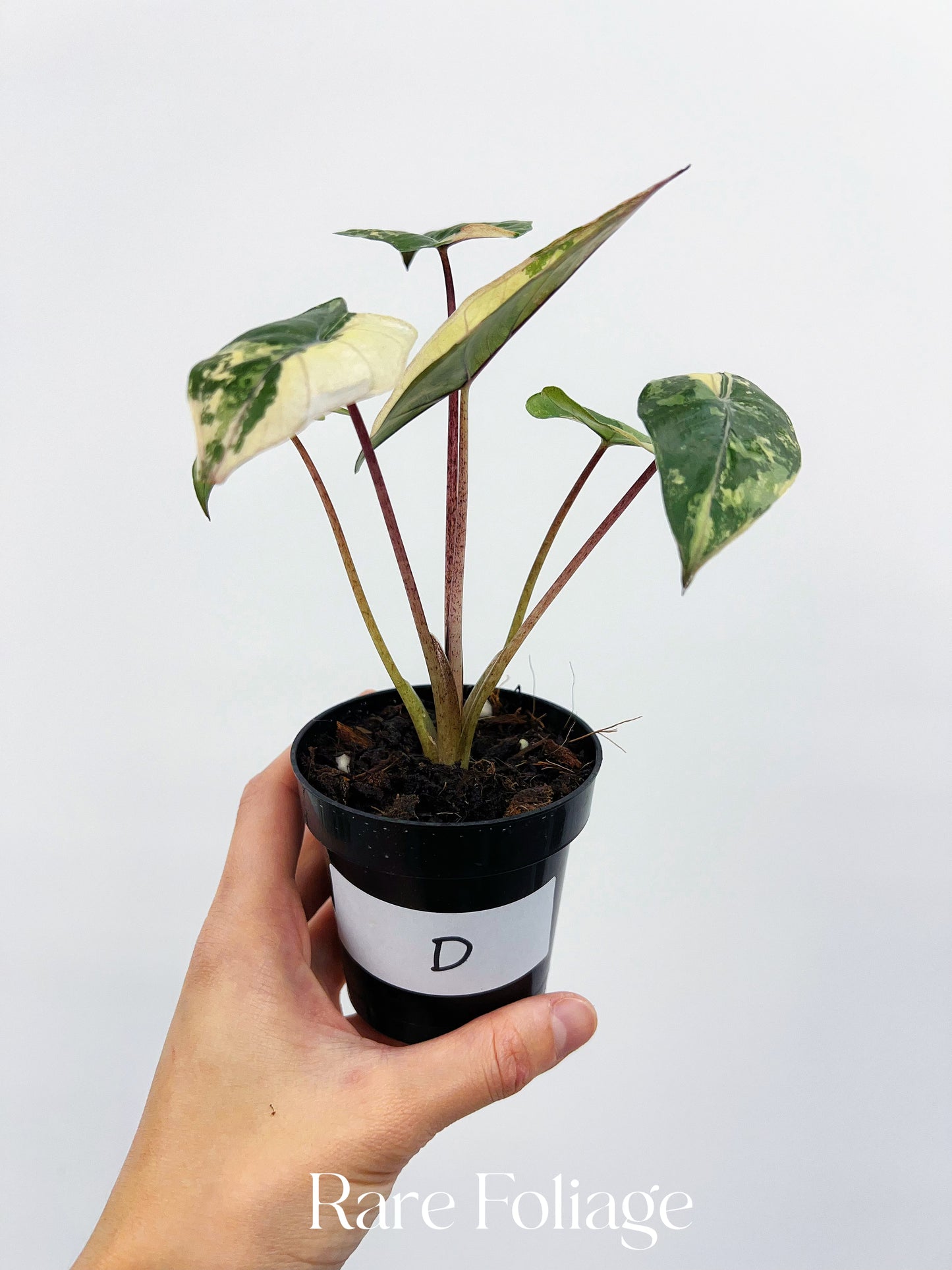 Alocasia Yucatán Princess Variegated 3”