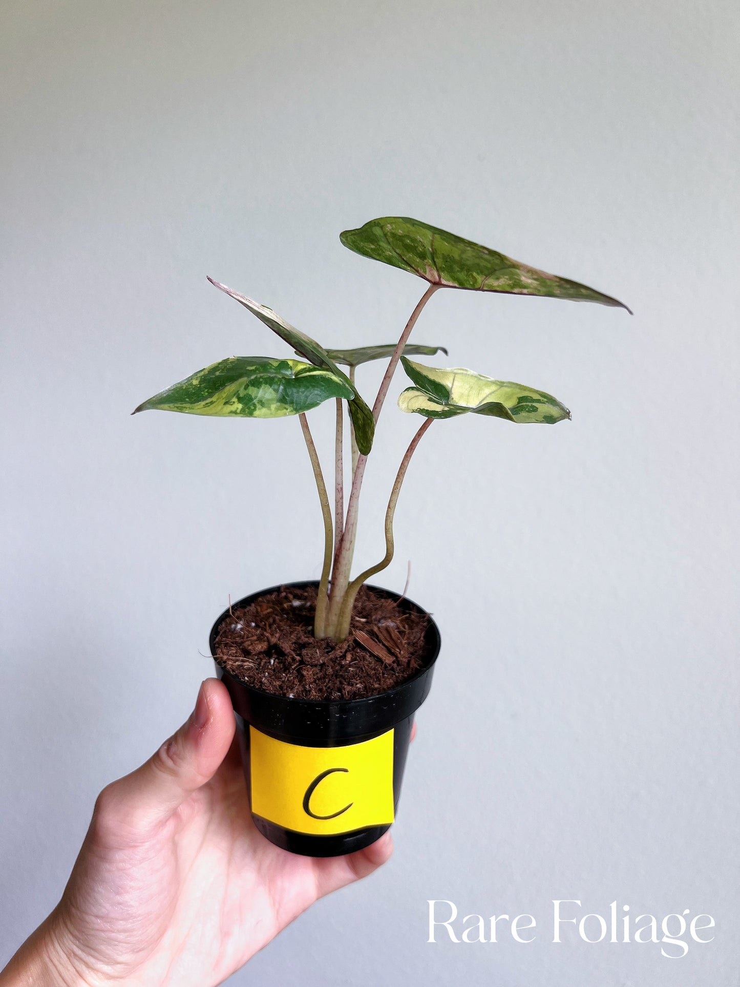 Alocasia Yucatán Princess Variegated 3”