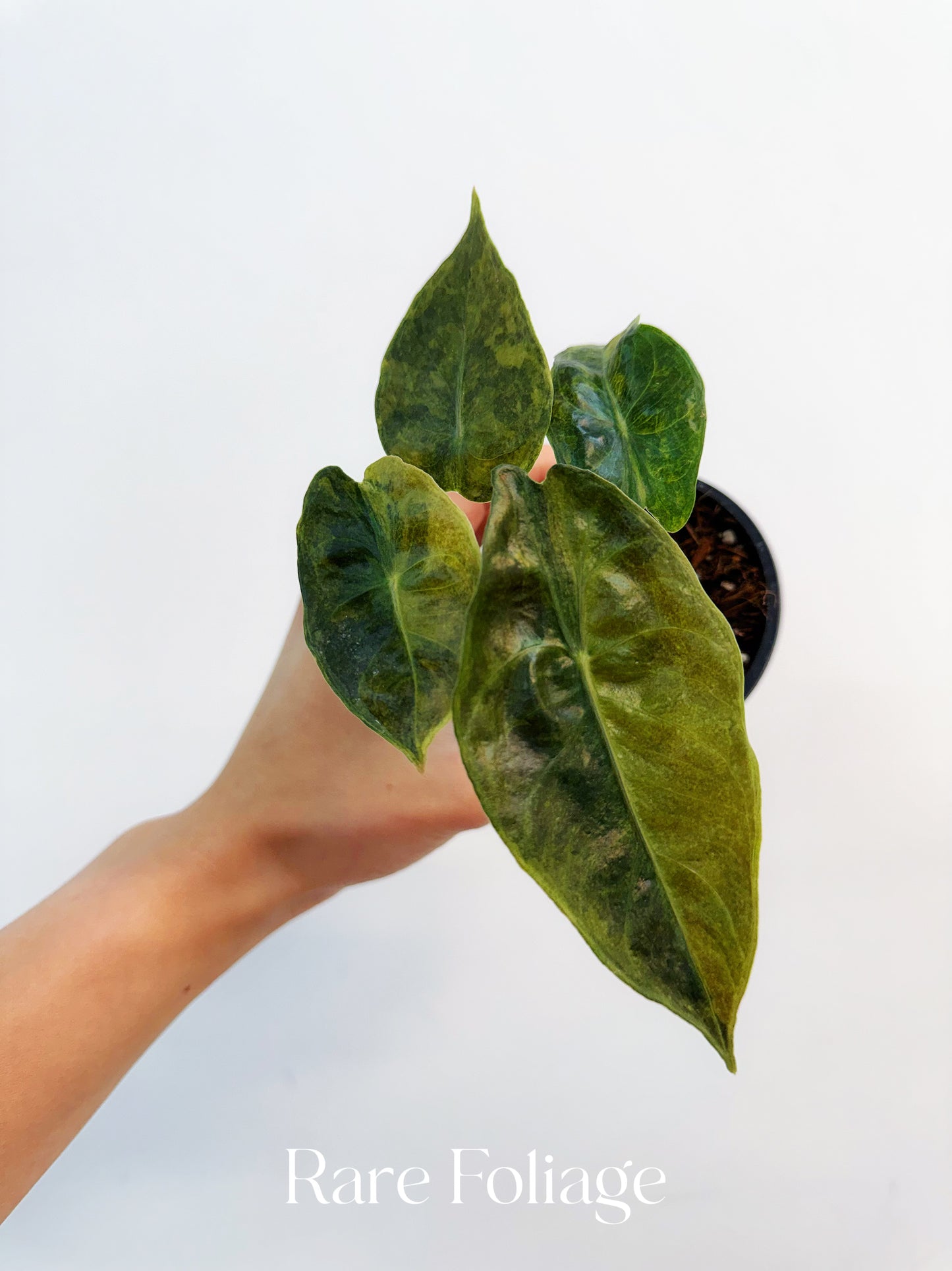 Alocasia Yucatán Princess Aurea Variegated 3”