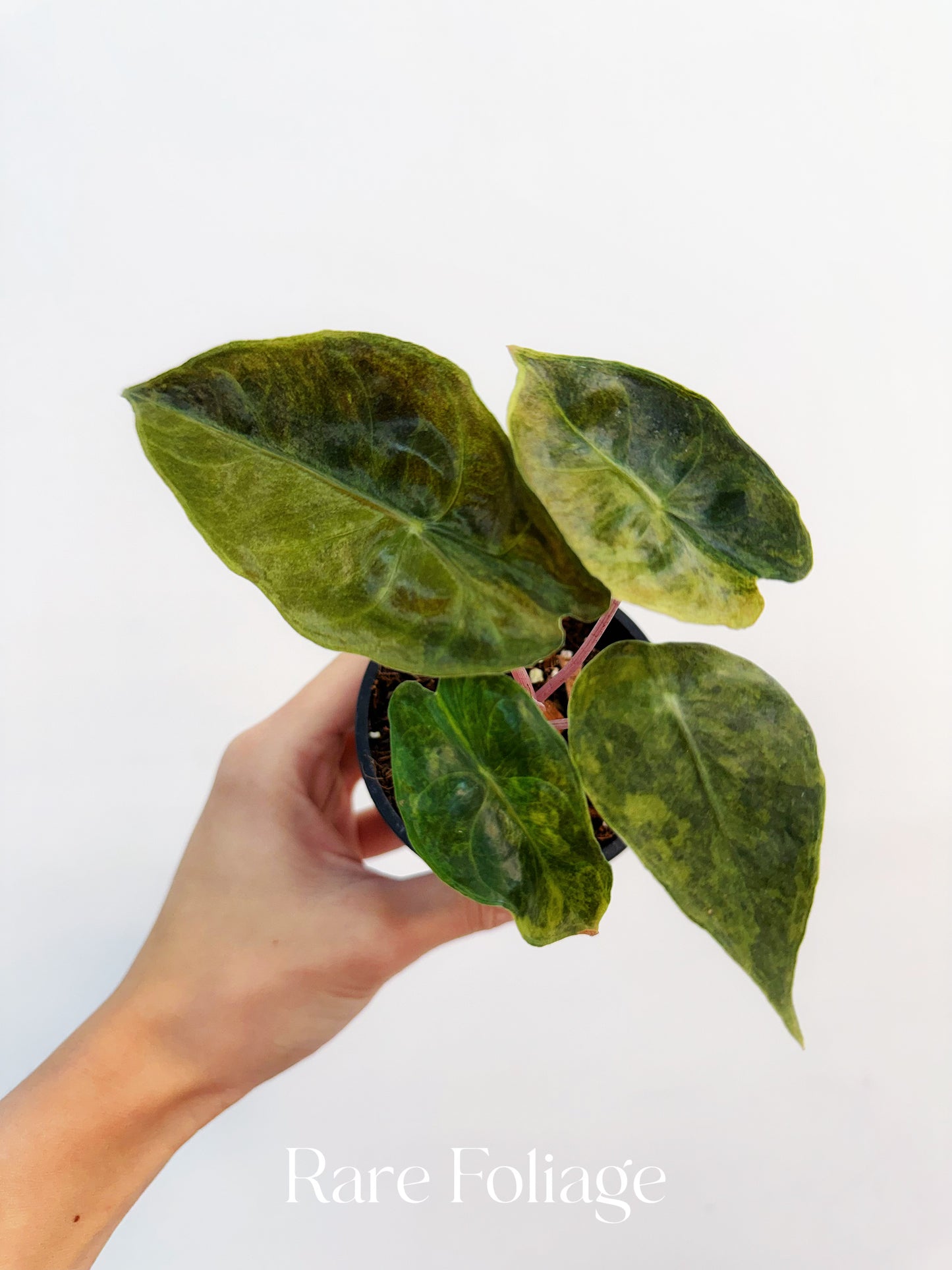 Alocasia Yucatán Princess Aurea Variegated 3”