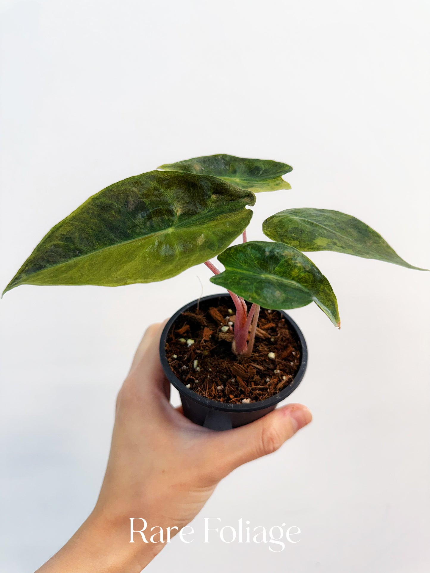 Alocasia Yucatán Princess Aurea Variegated 3”