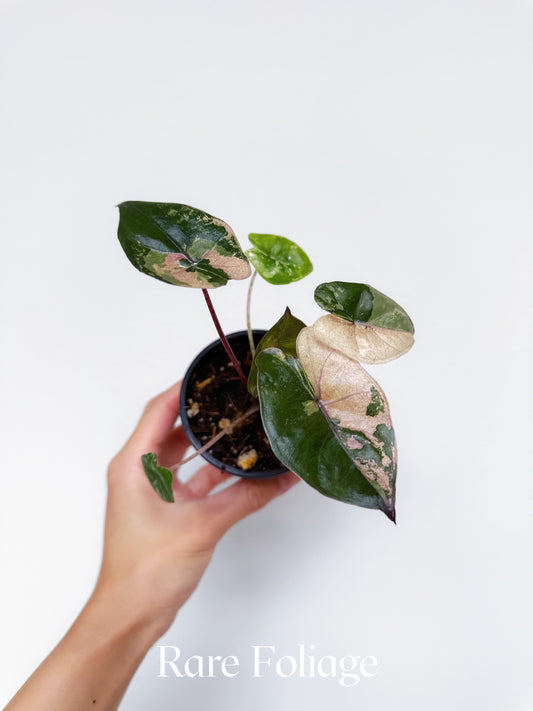 Alocasia Yucatan Princess Pink Variegated 3"