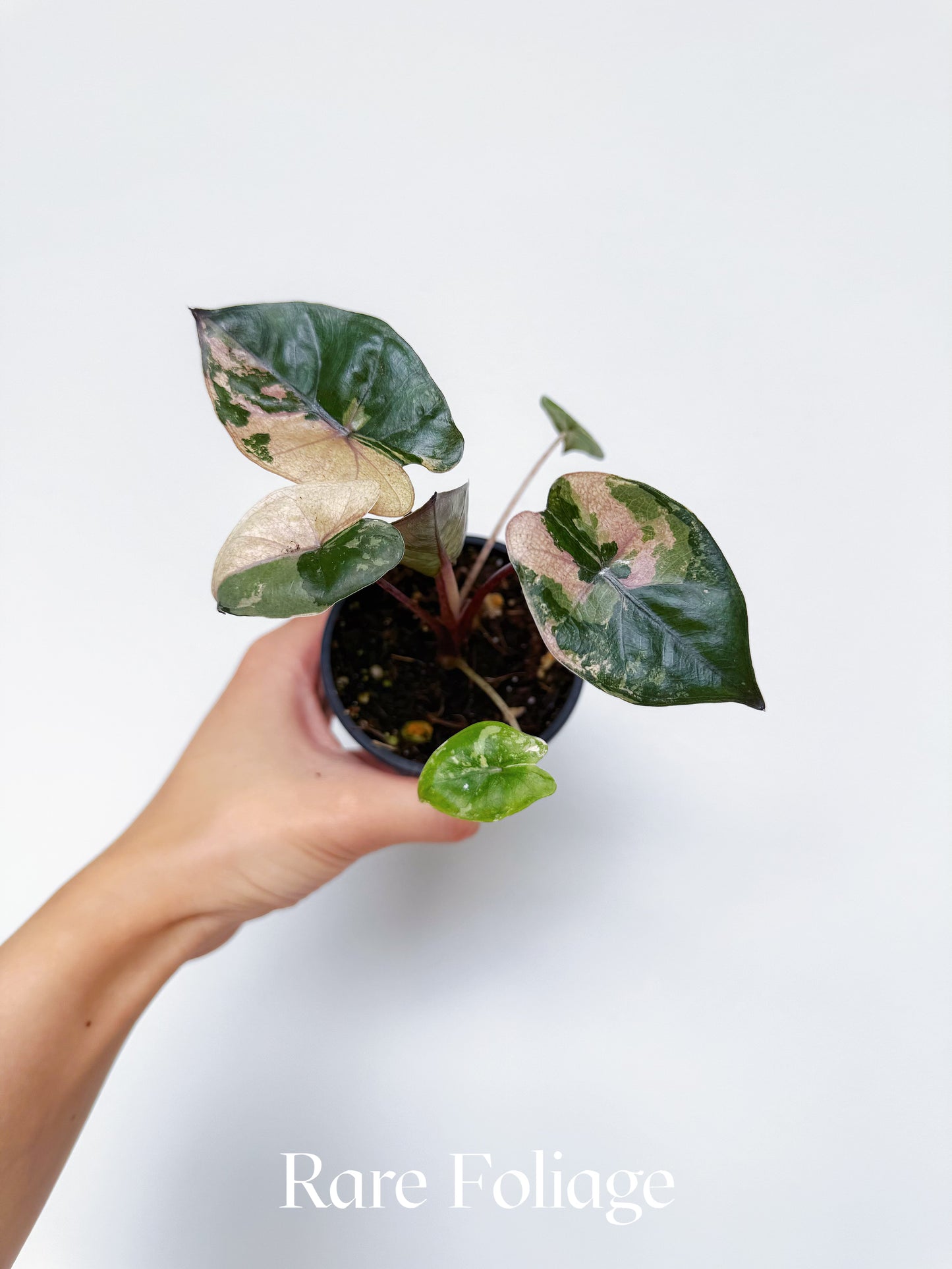 Alocasia Yucatan Princess Pink Variegated 3"