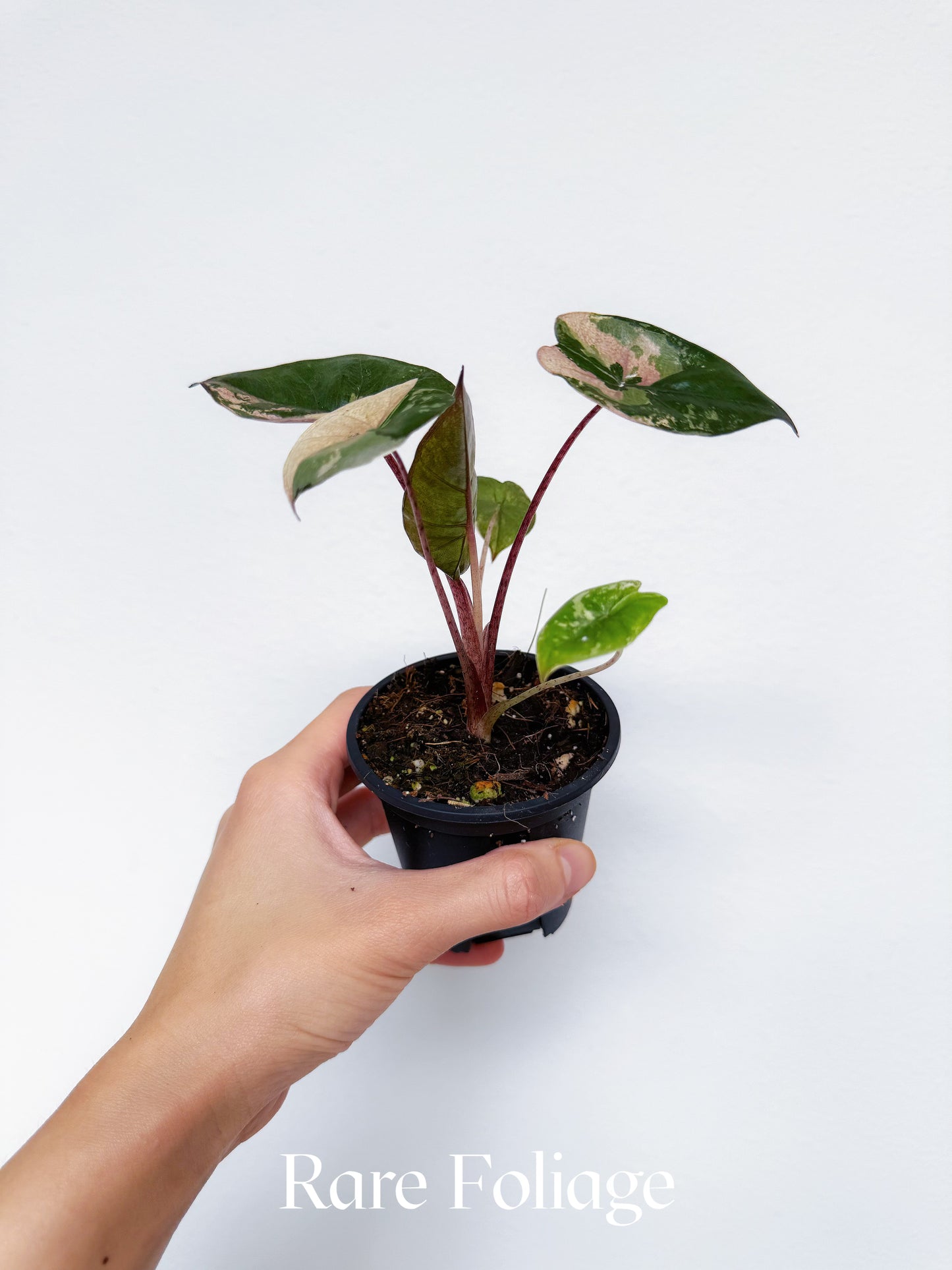 Alocasia Yucatan Princess Pink Variegated 3"