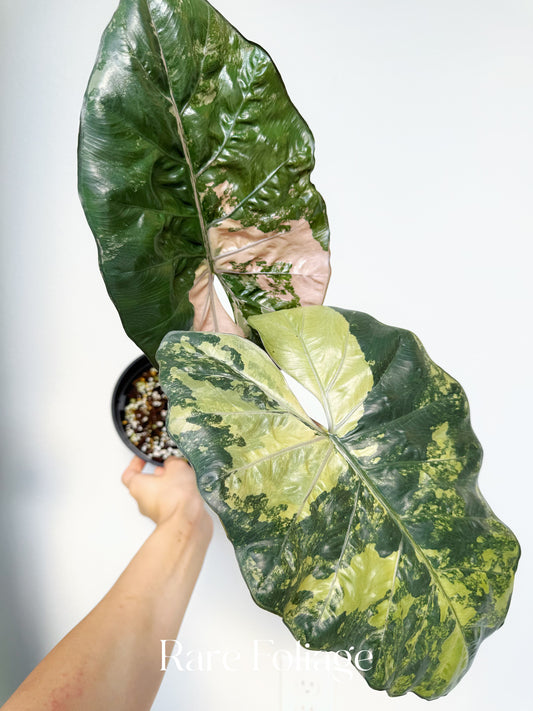 Alocasia Yucatán Princess XL 6” Exact Plant