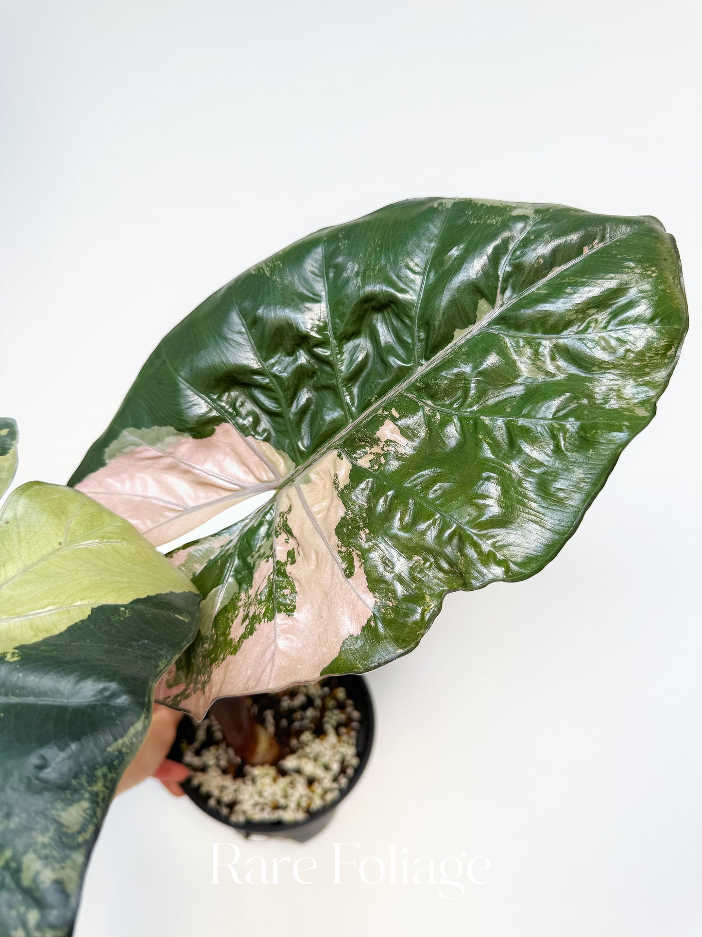 Alocasia Yucatán Princess XL 6” Exact Plant