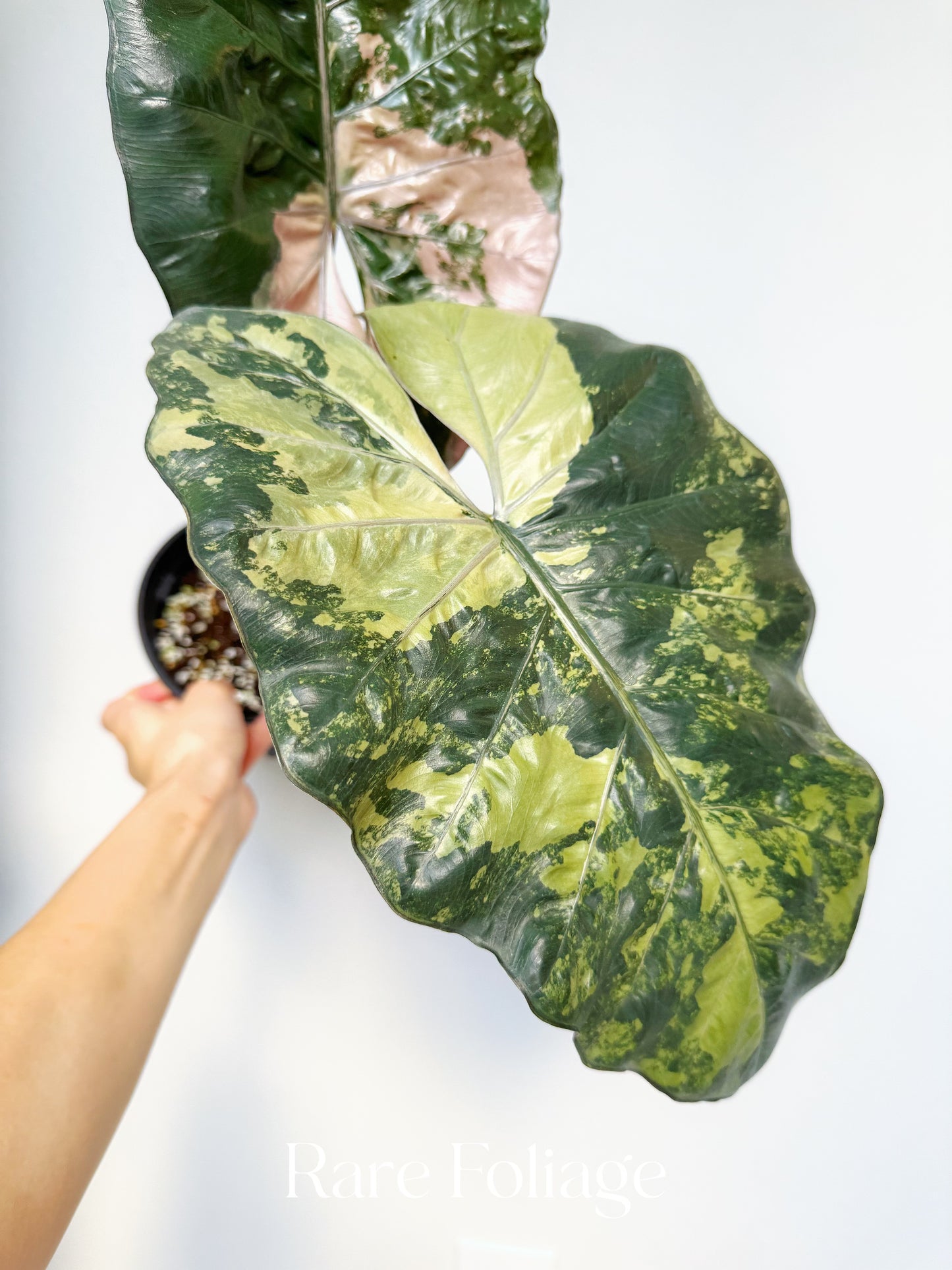 Alocasia Yucatán Princess XL 6” Exact Plant