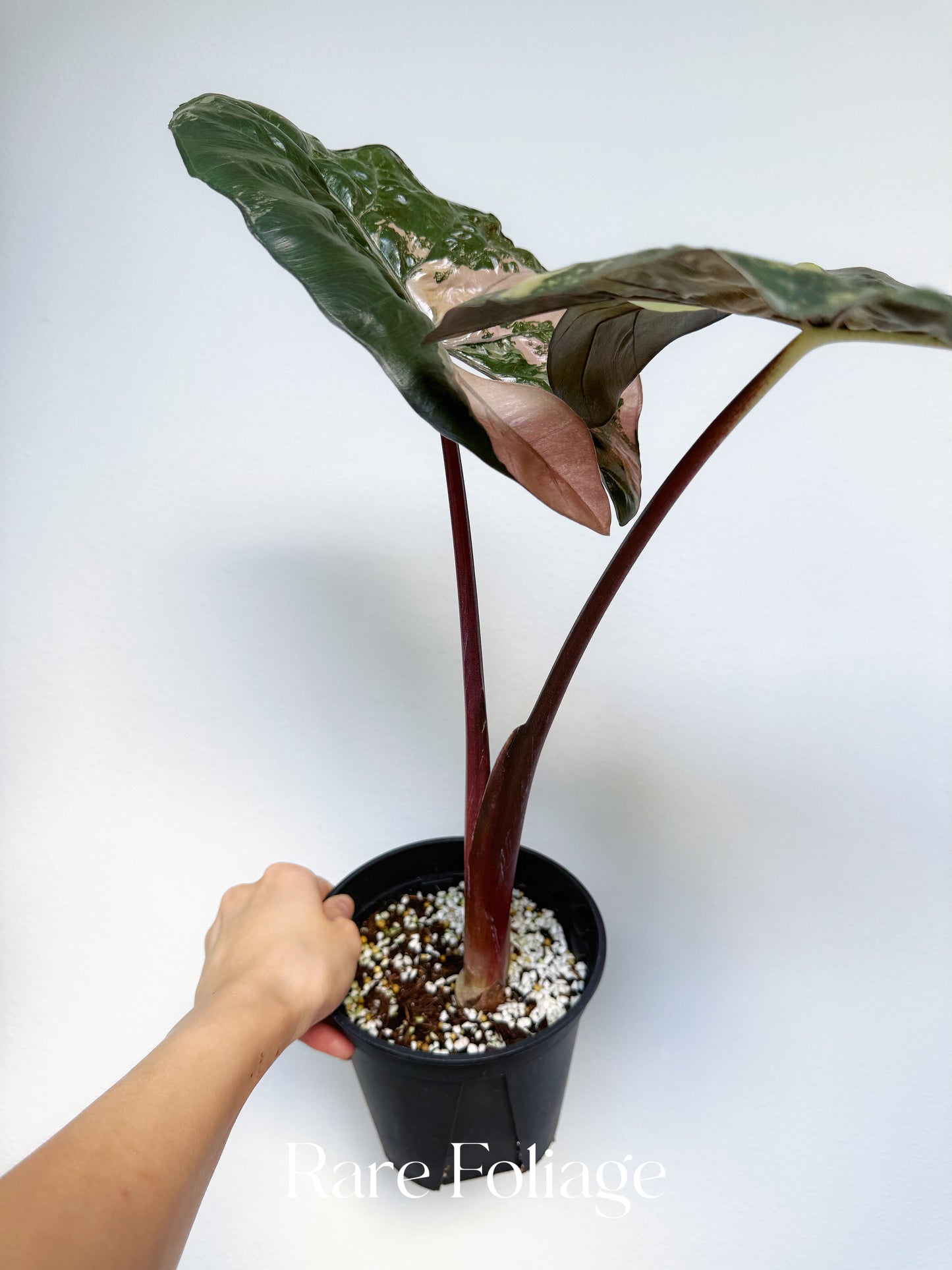 Alocasia Yucatán Princess XL 6” Exact Plant