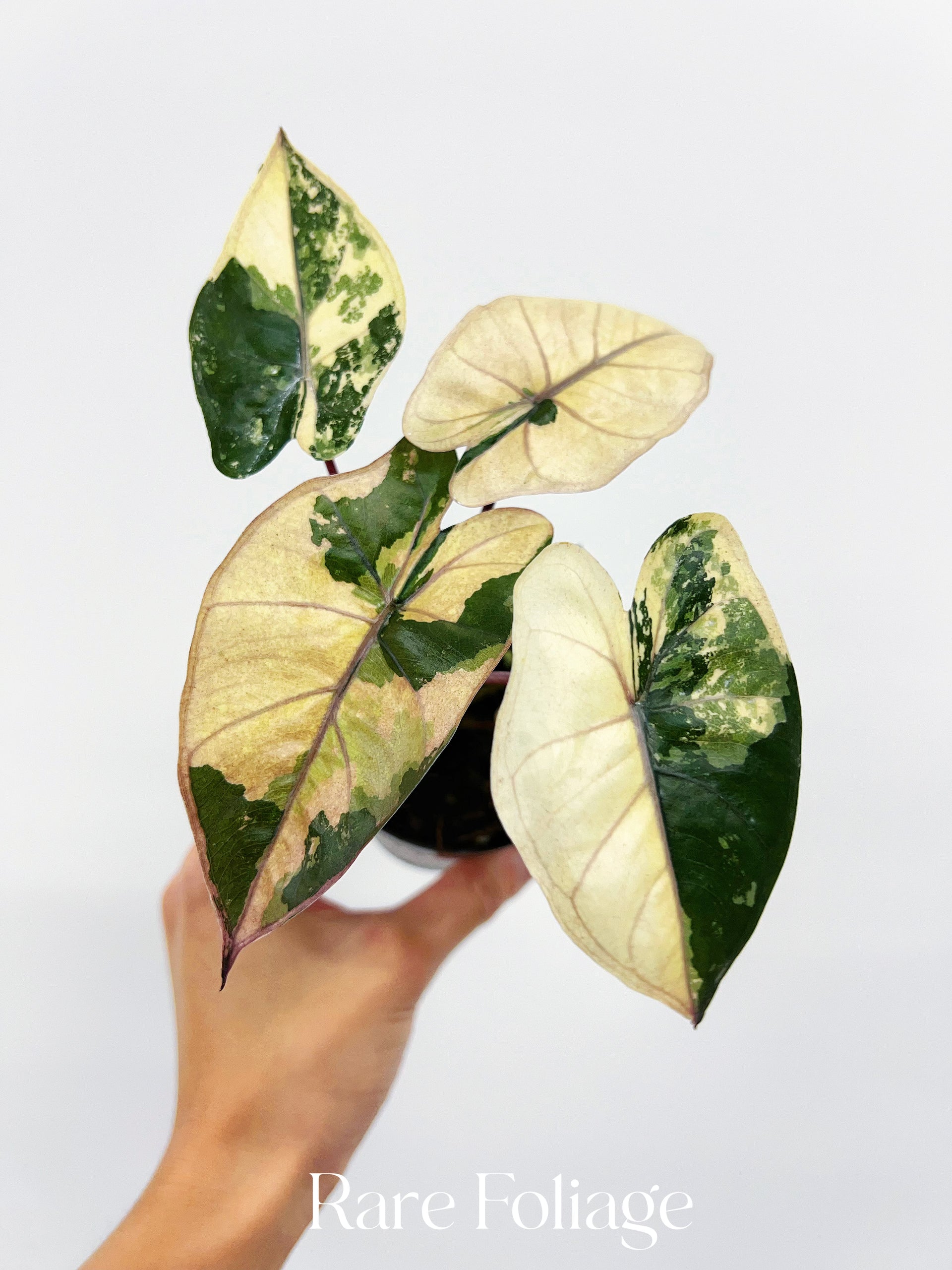 その他観葉植物 Alocasia Yucatan Princes Variegata Alocasia Yucatán Princess Variegated 3” – Rare Foliage Plant Co