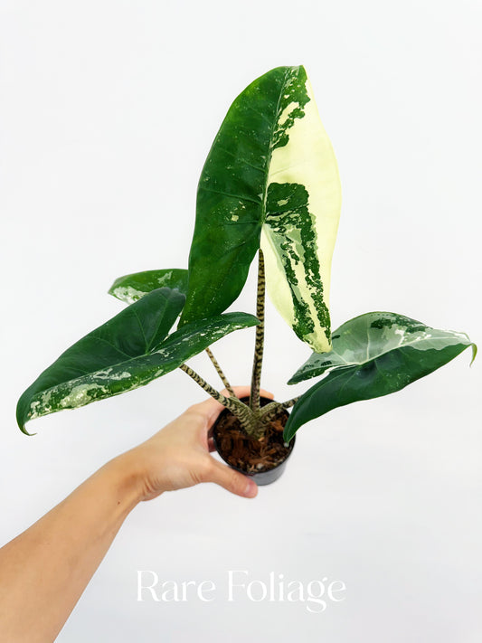 Alocasia Zebrina Albo Variegated 3" Exact Plant
