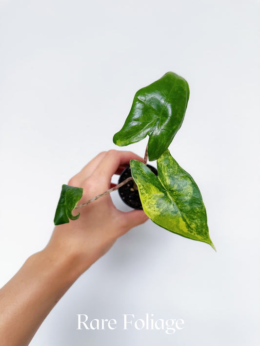 Alocasia Zebrina Aurea Variegated 2”