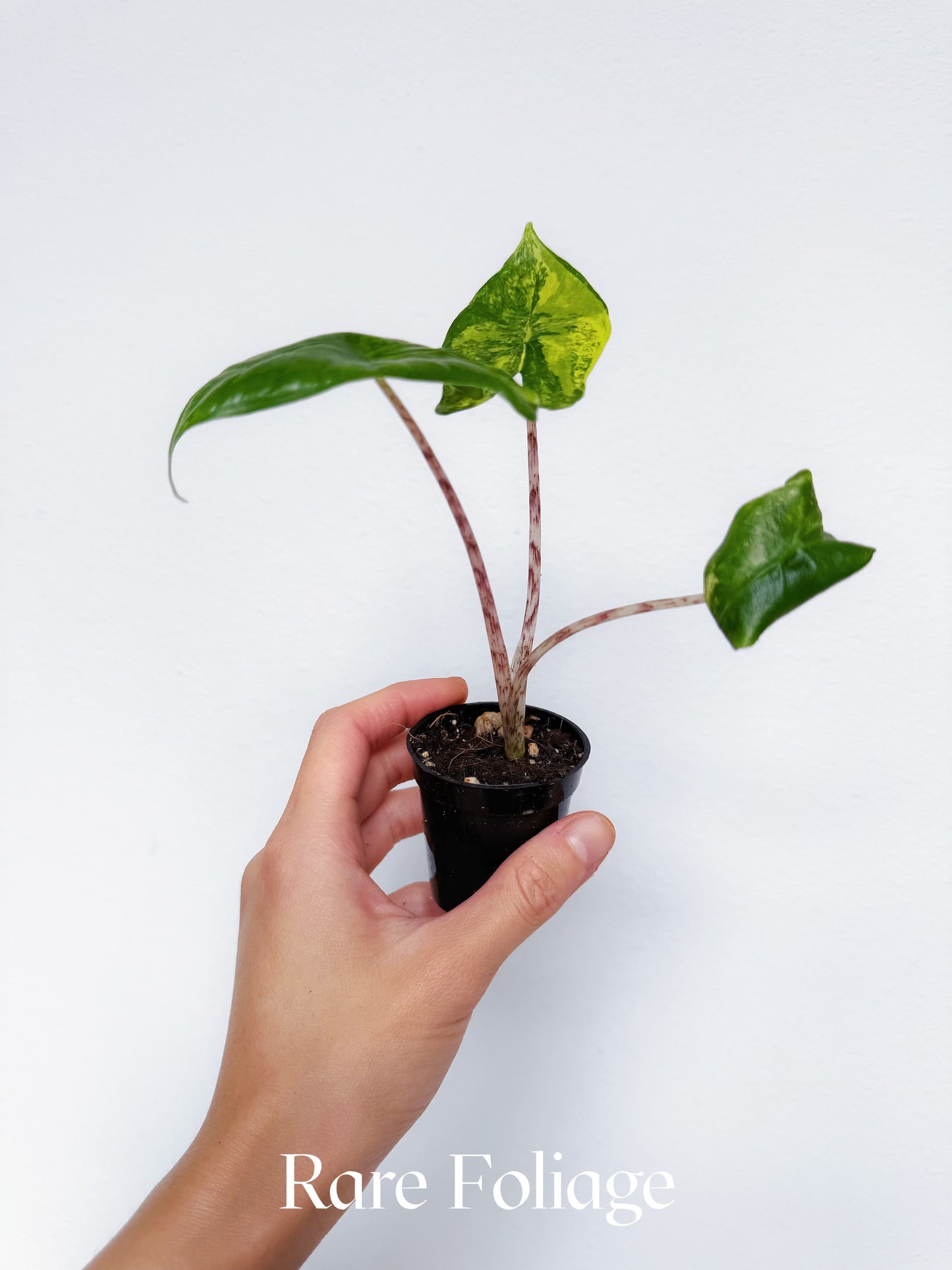 Alocasia Zebrina Aurea Variegated 2”