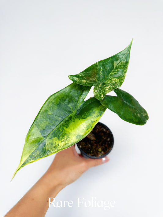 Alocasia Zebrina Aurea Variegated 3”