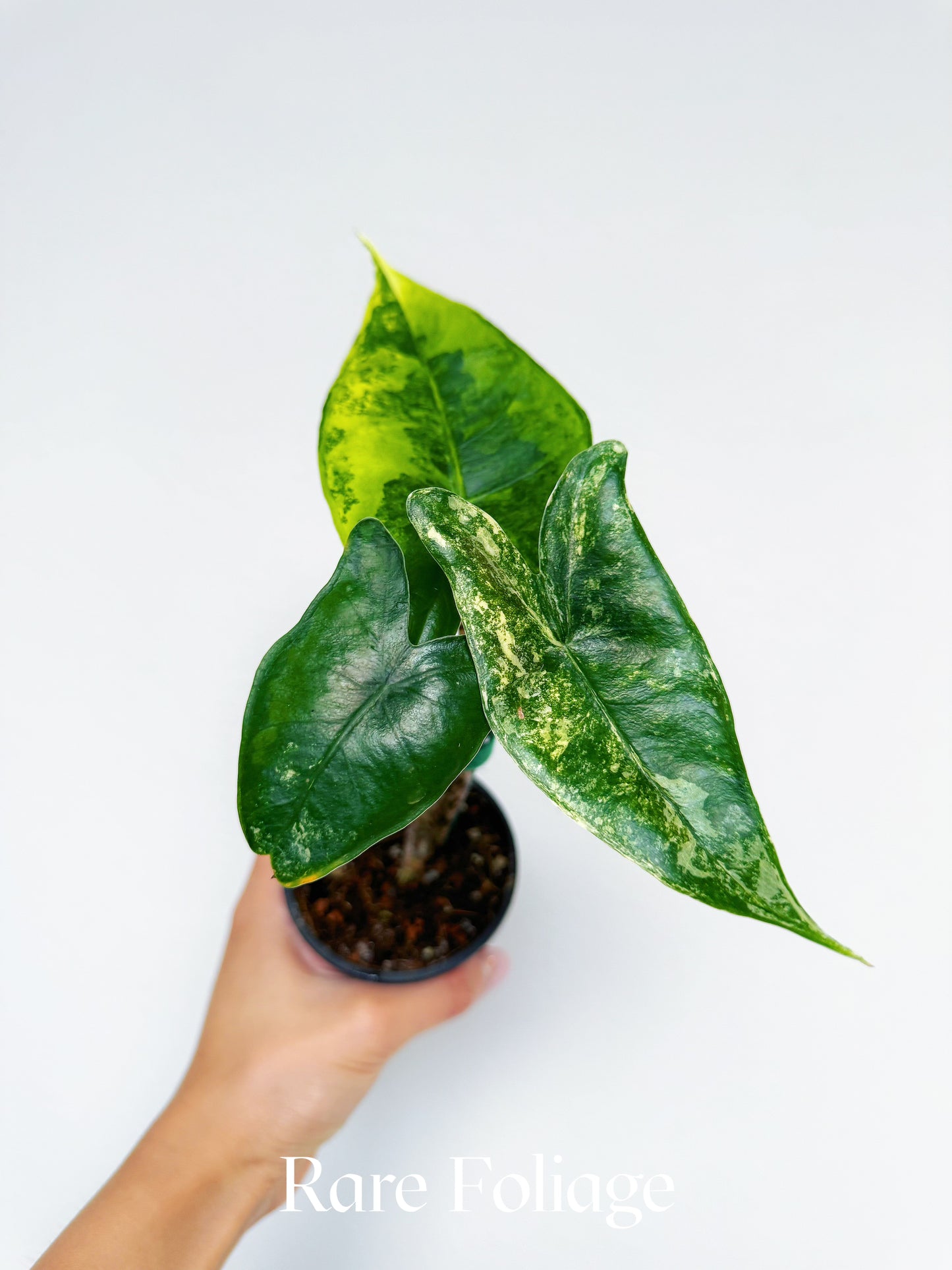 Alocasia Zebrina Aurea Variegated 3”