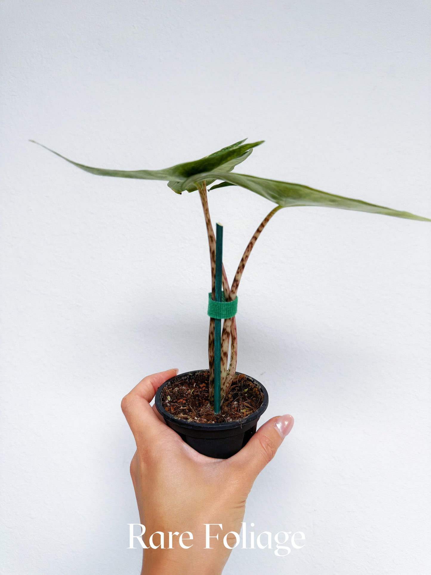 Alocasia Zebrina Aurea Variegated 3”