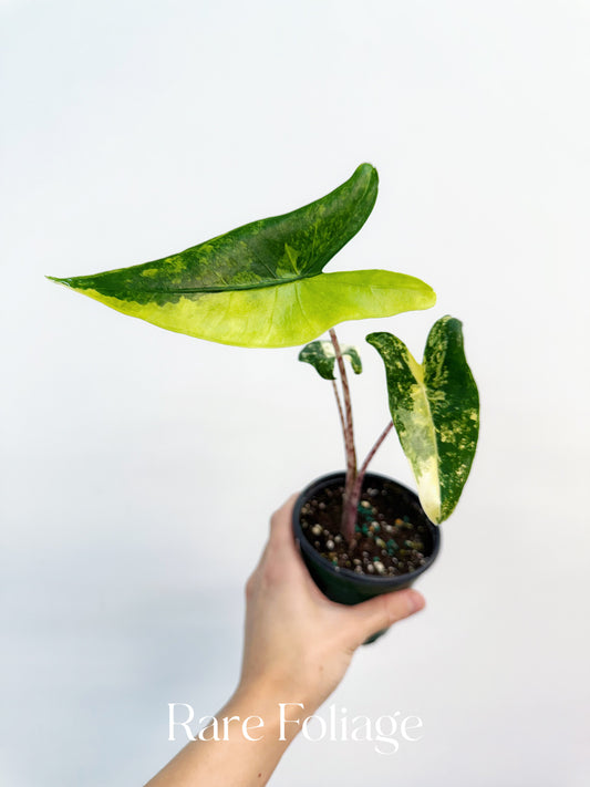 Alocasia Zebrina Variegated 4” Exact Plant