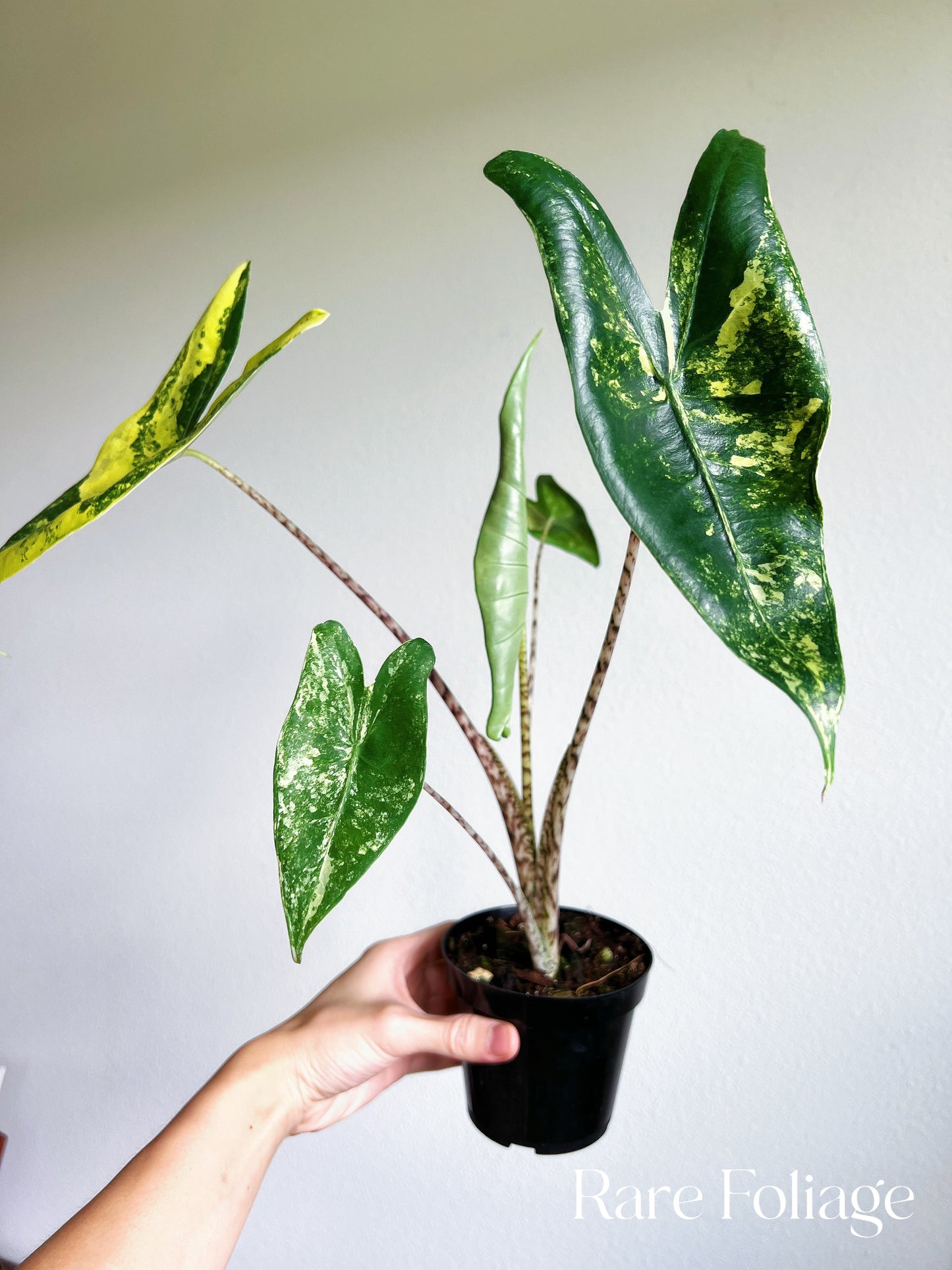 Alocasia Zebrina Variegated 4” Exact Plant