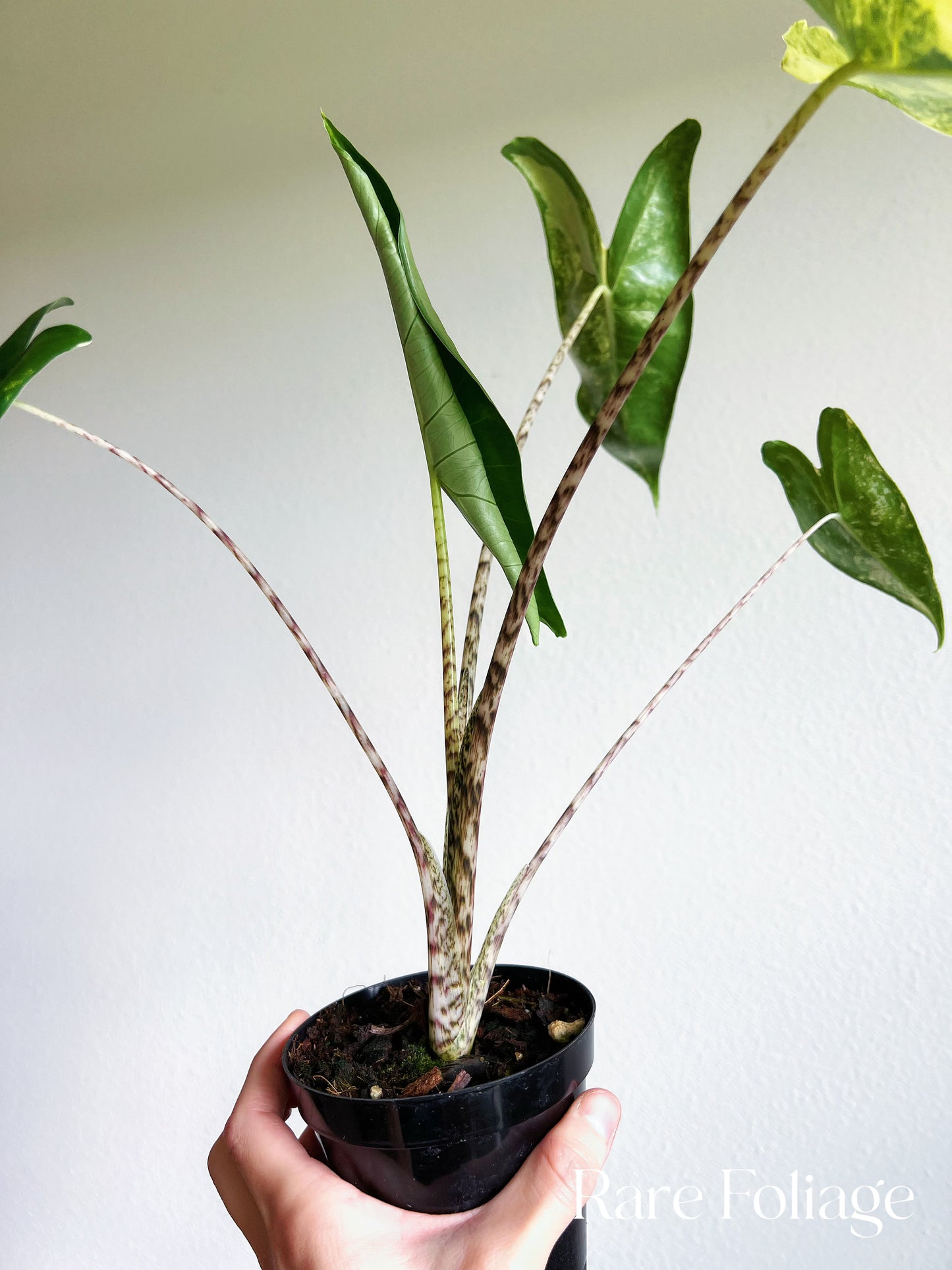 Alocasia Zebrina Variegated 4” Exact Plant