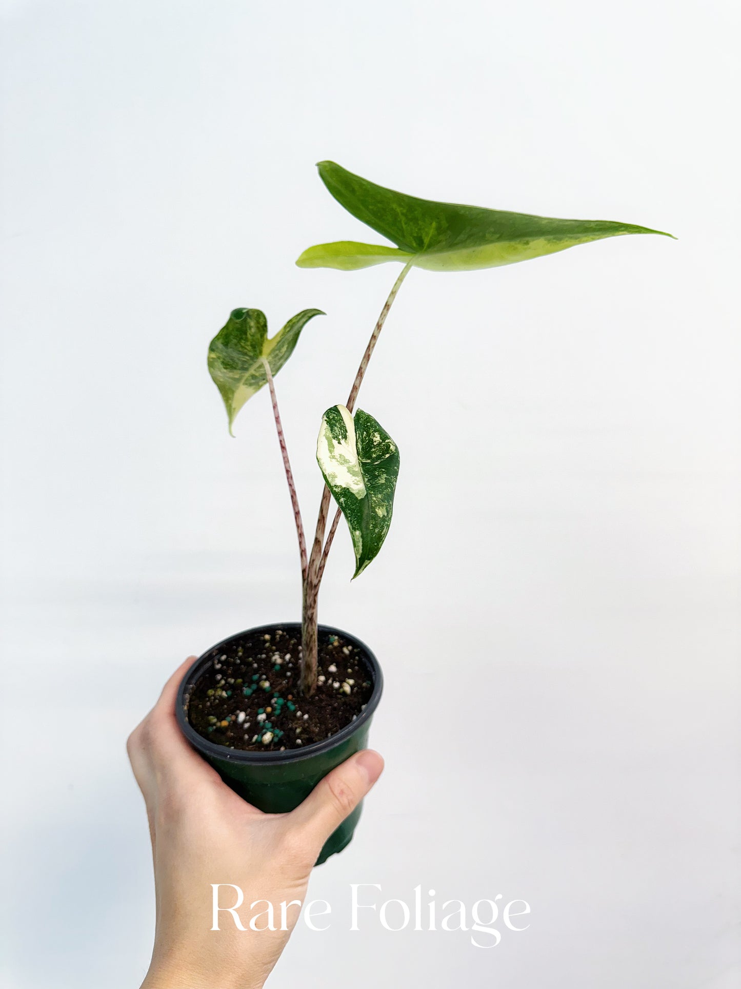 Alocasia Zebrina Variegated 4” Exact Plant