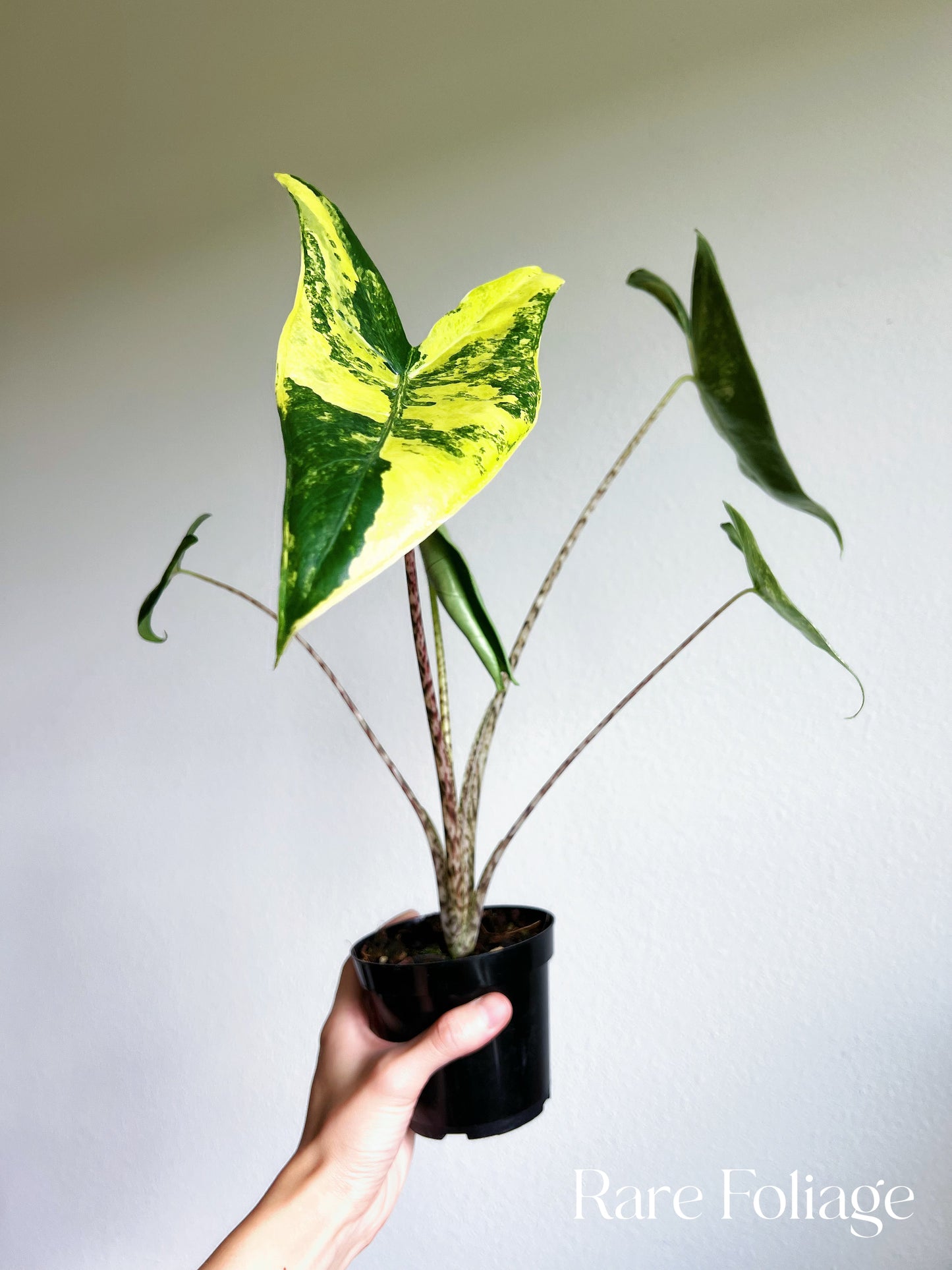 Alocasia Zebrina Variegated 4” Exact Plant