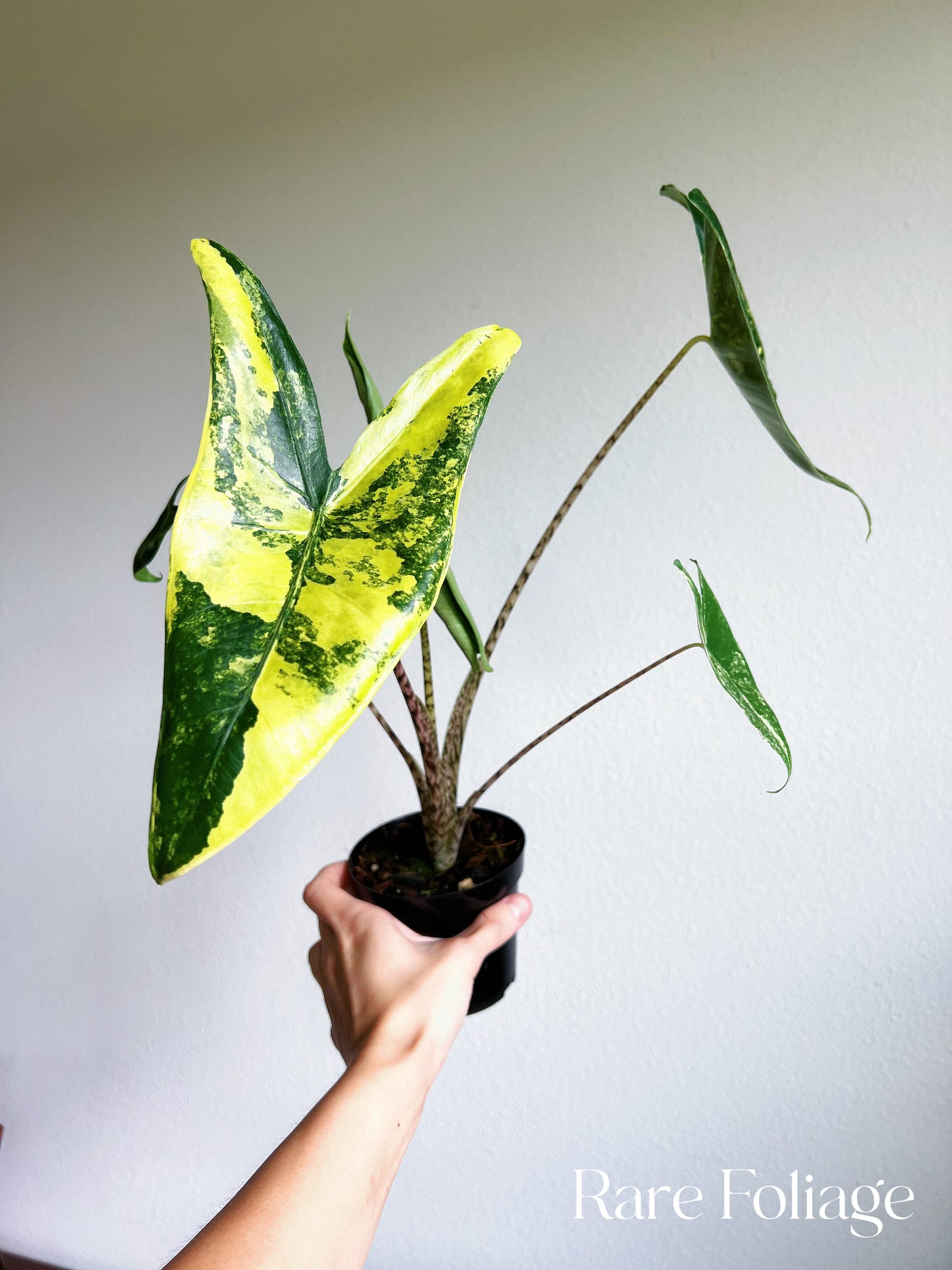 Alocasia Zebrina Variegated 4” Exact Plant